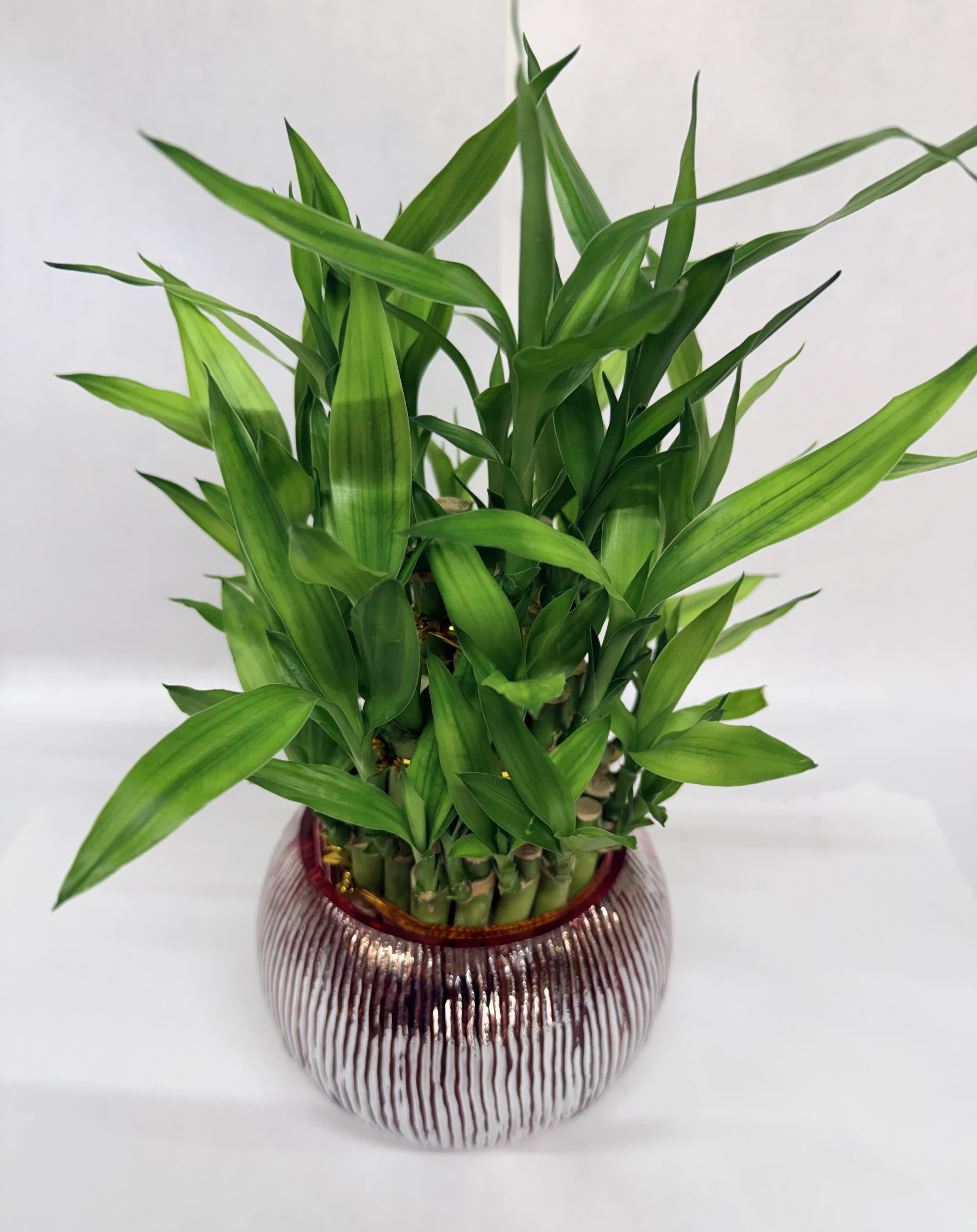 Lucky Bamboo Plant - lucky bamboo canes makes a fresh, modern statement - perfect as a housewarming gift or an everyday green accent for a home or office. This green plant arrangement for gifting showcases upright,  leaves and a rounded, tightly arranged stem formation that reads clean and minimalist, ideal for someone who appreciates low-maintenance greenery.  The canes are presented in a ribbed  ceramic vase with a reflective pinkish-silver finish that adds subtle shine and contemporary style. The arrangement's compact size fits on entryway consoles, desks, or small side tables and brings a calm, refined touch without taking over the room.  Give this to someone starting a new chapter, settling into a new home, or anyone who loves living décor - it's the kind of plant that makes the recipient feel thought of and supported. Easy care and resilient foliage mean it thrives with moderate indirect light and occasional watering; its durable ceramic vase is ready for immediate display.