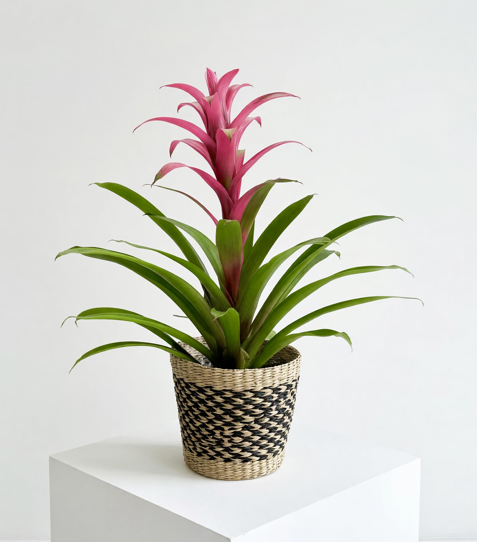 Bromeliad Plant - A tropical plant that comes in a variety of colors. Unique and easy care, the perfect gift! Pot size is 6” in diameter. 
