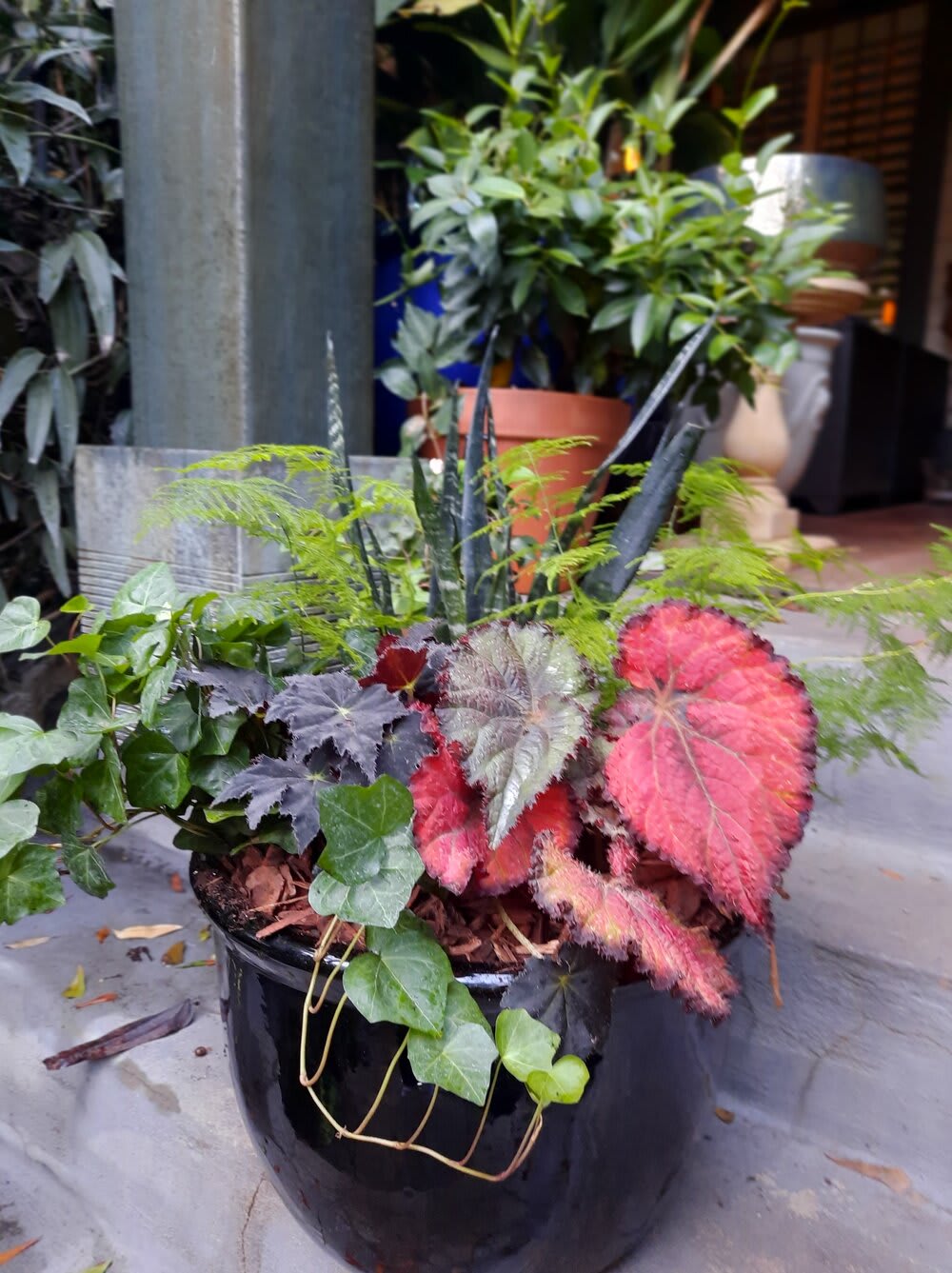 Potted mixed foliage arrangement with colorful begonia leaves