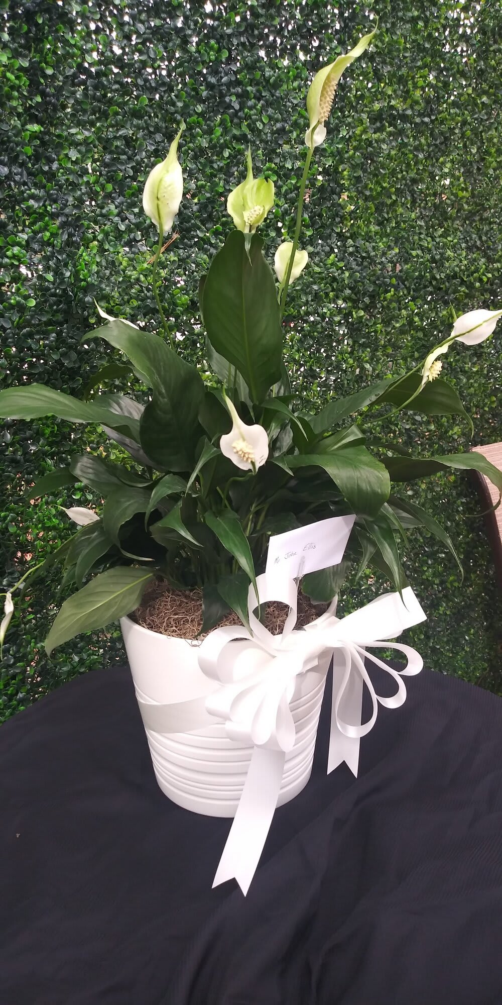 White peace lilies in a white pot with a ribbon bow