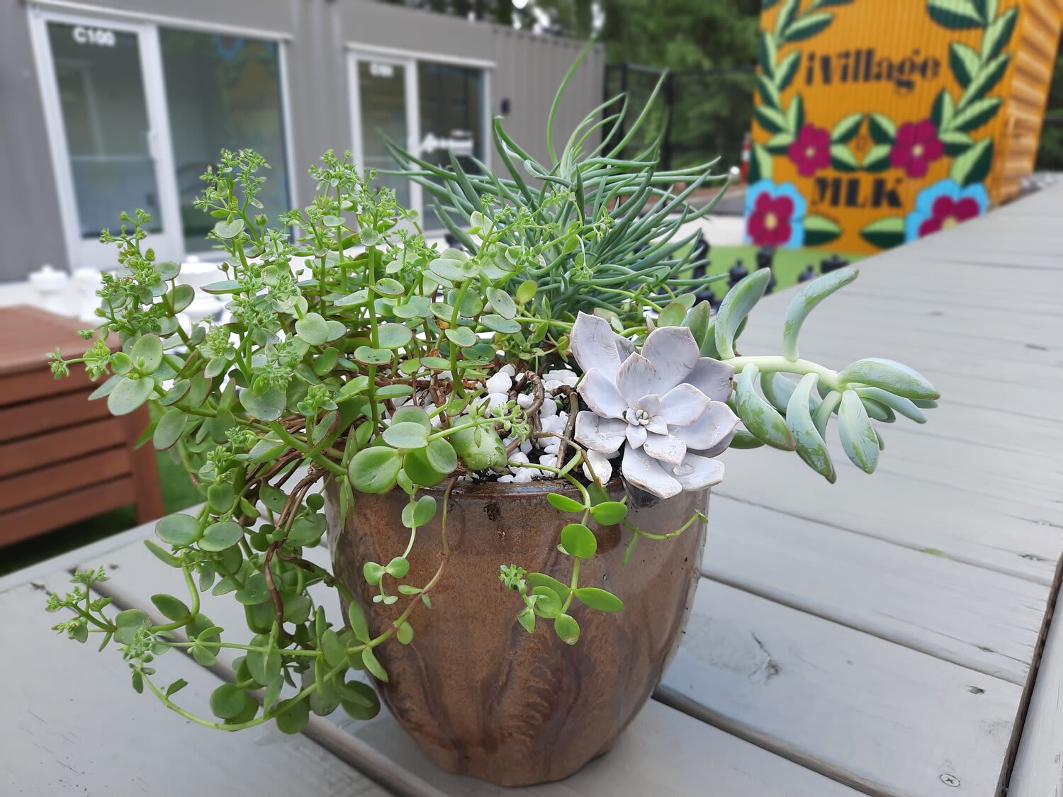 Succulent arrangement in a brown pot with trailing green plants