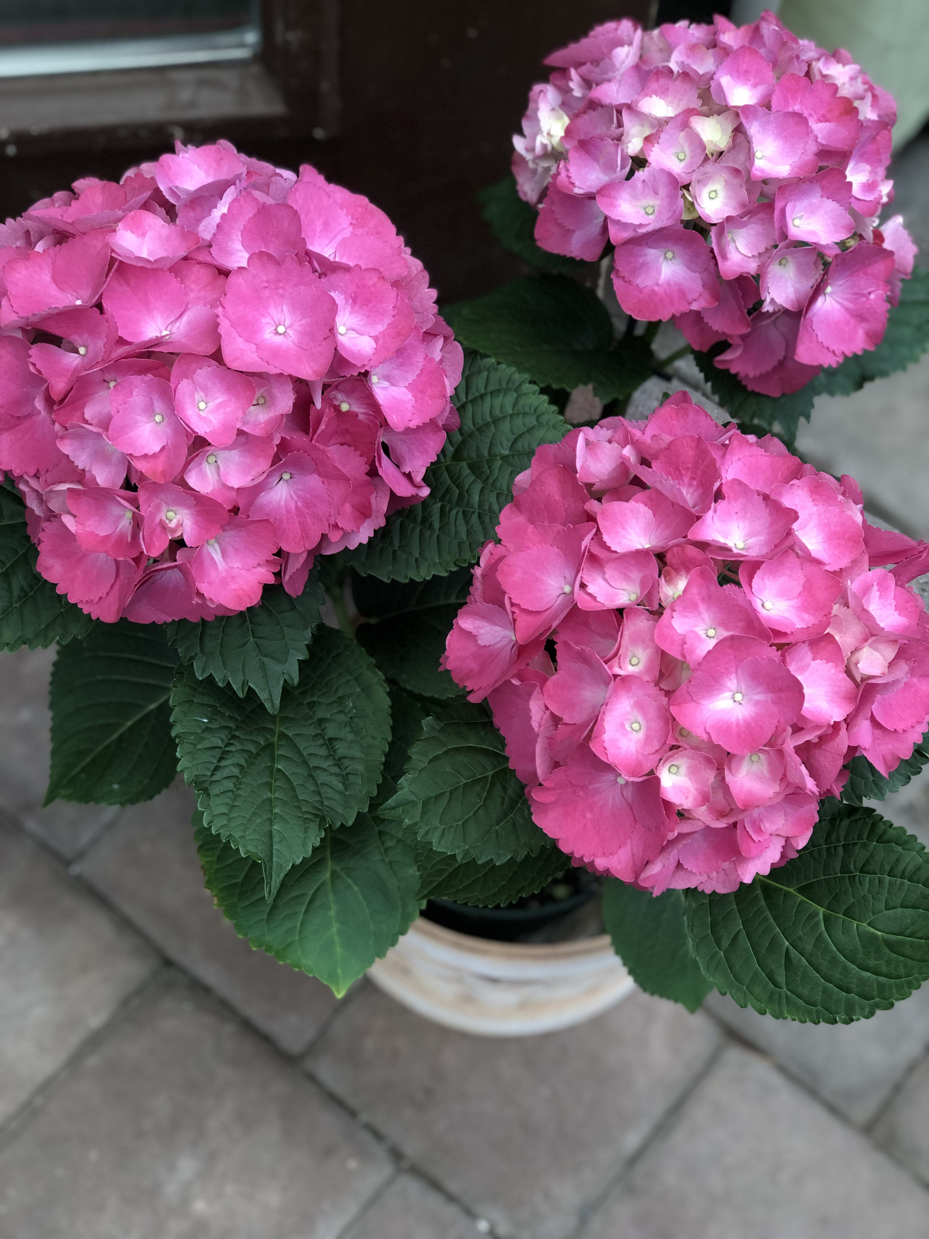 Potted pink hydrangea plant with three blooms