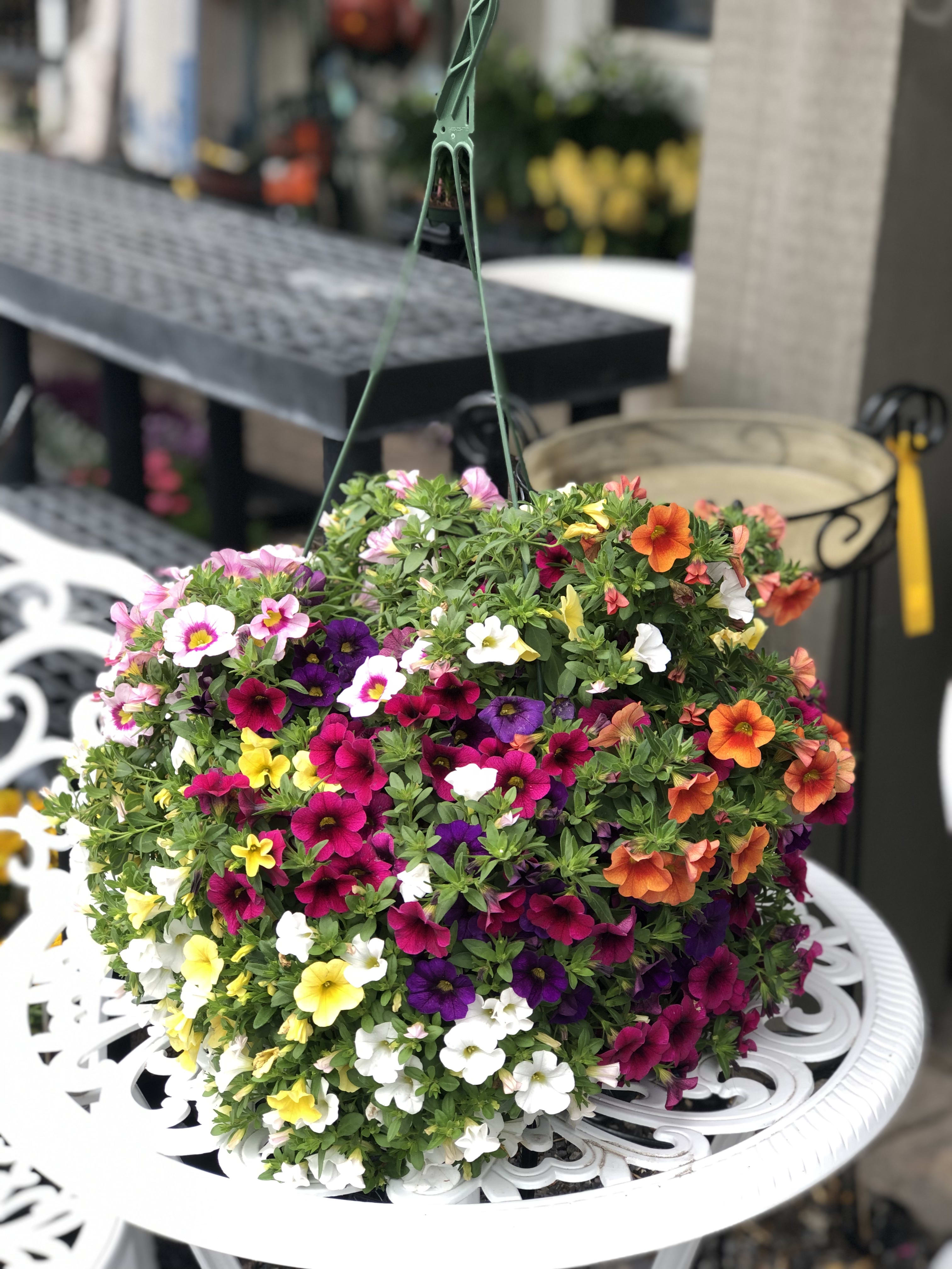 Hanging basket of multicolored petunia flowers