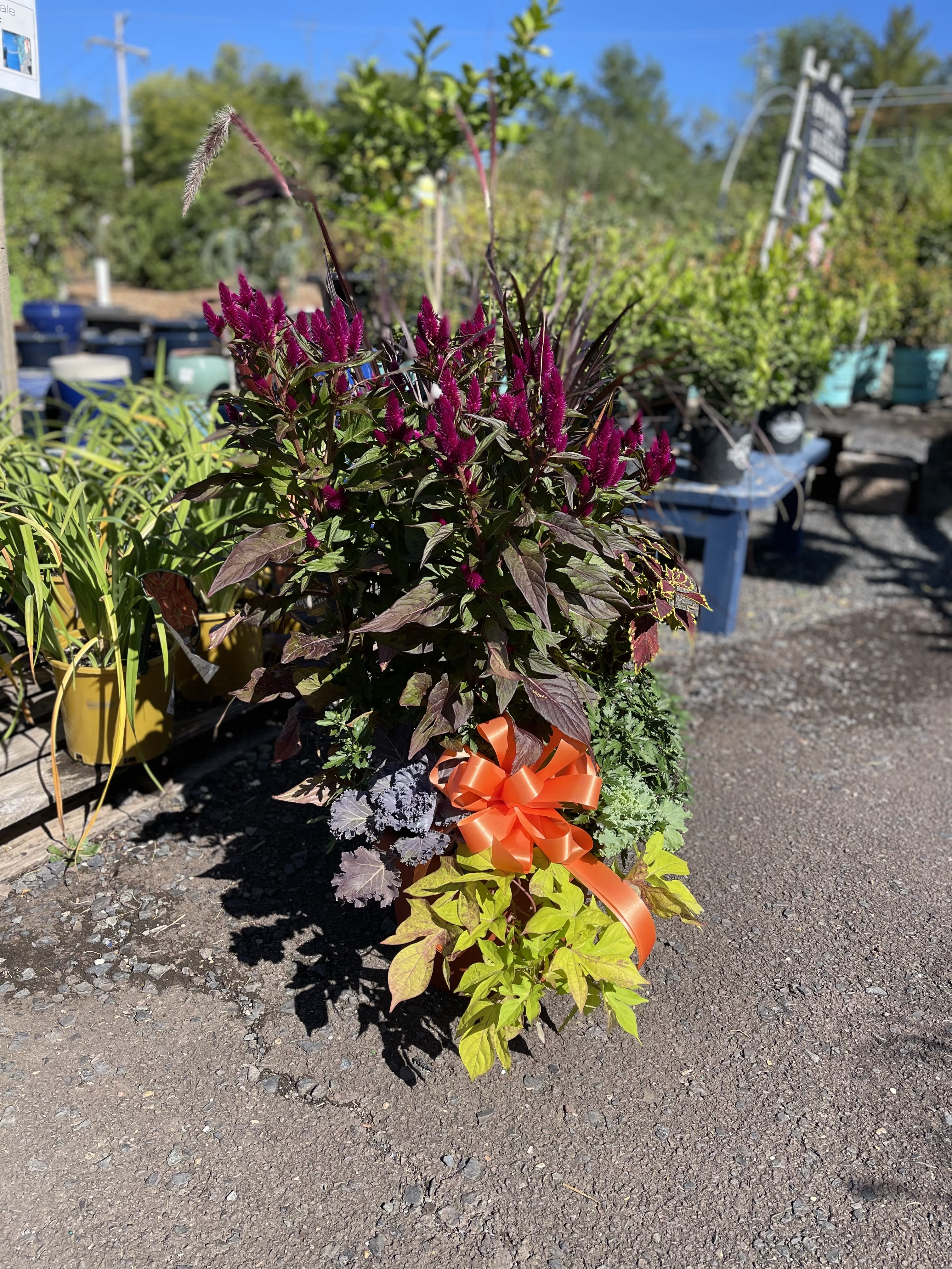 Potted ornamental plant with magenta flower spikes and an orange ribbon