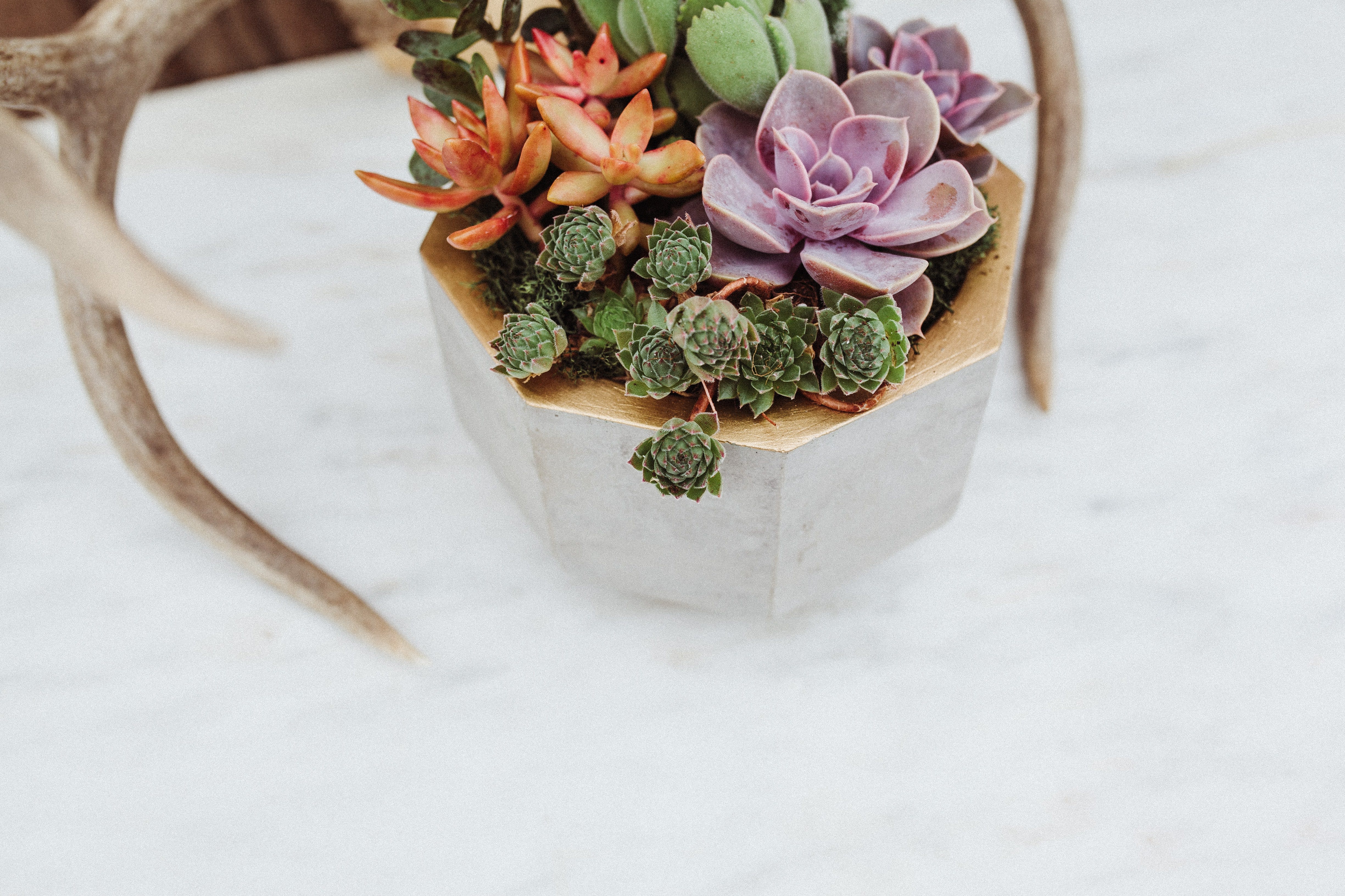 8.5" Gold Rimmed Concrete Geometric Succulent Garden - A great living gift for anyone, even those that have a "black thumb." Succulents are very forgiving! This beautiful mix has multiple varieties and colors, making it a festive choice. And the Gold Rimmed Ceramic planter is clean and classic.  This arrangement is a perfect pick-me-up or hostess gift.  