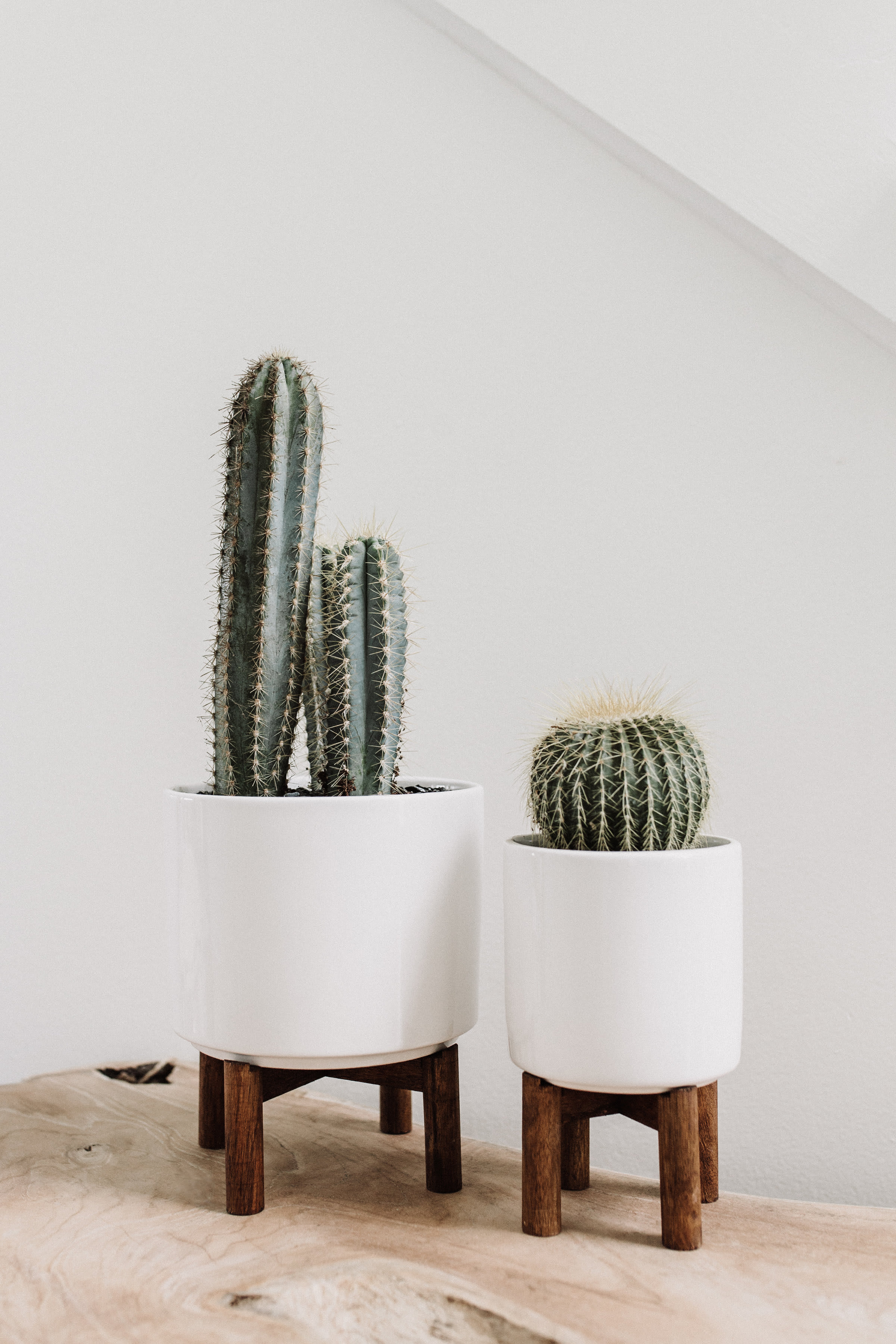 Two potted cacti in white planters on wooden stands