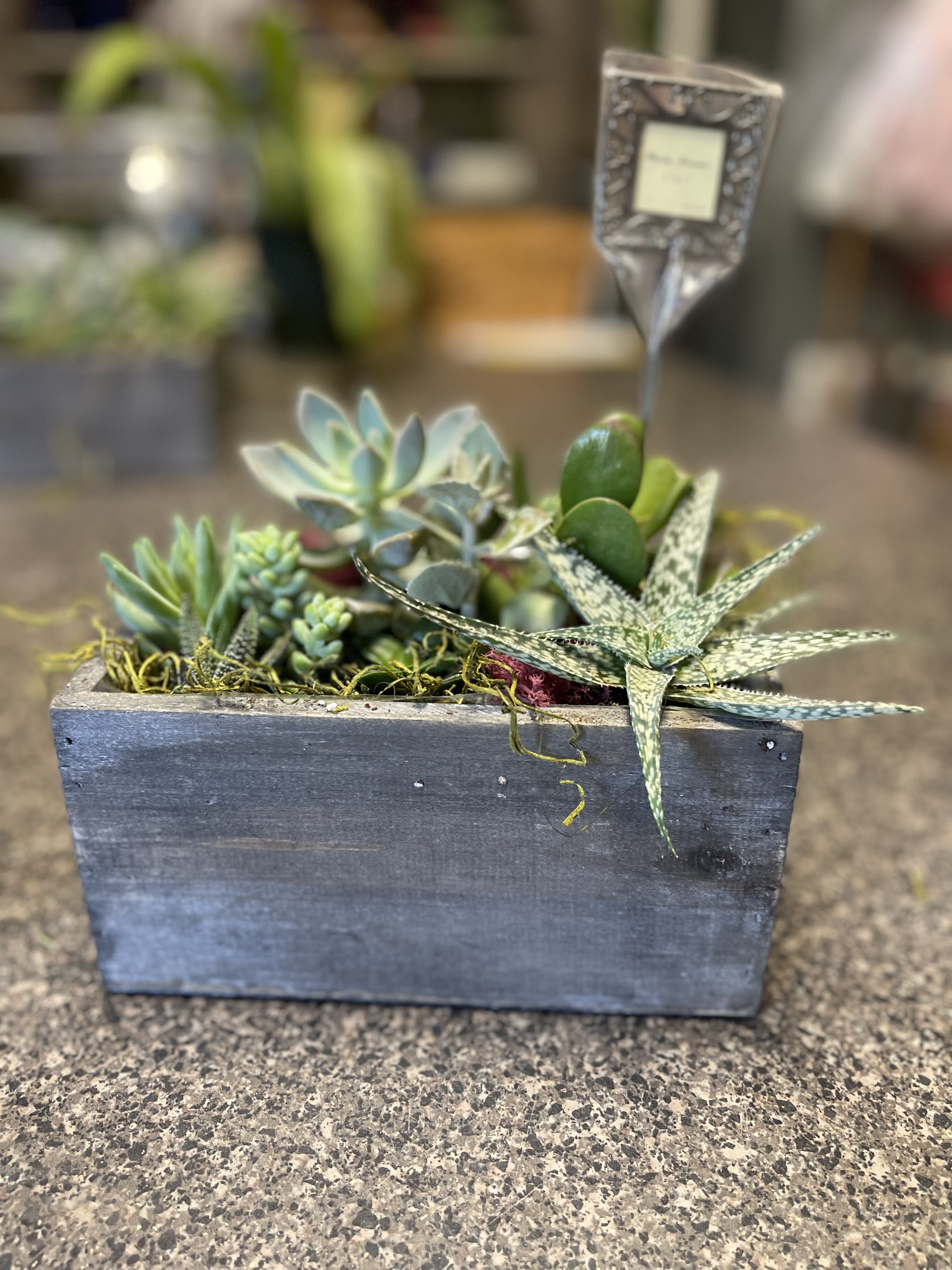 Succulent arrangement in a rectangular wooden planter