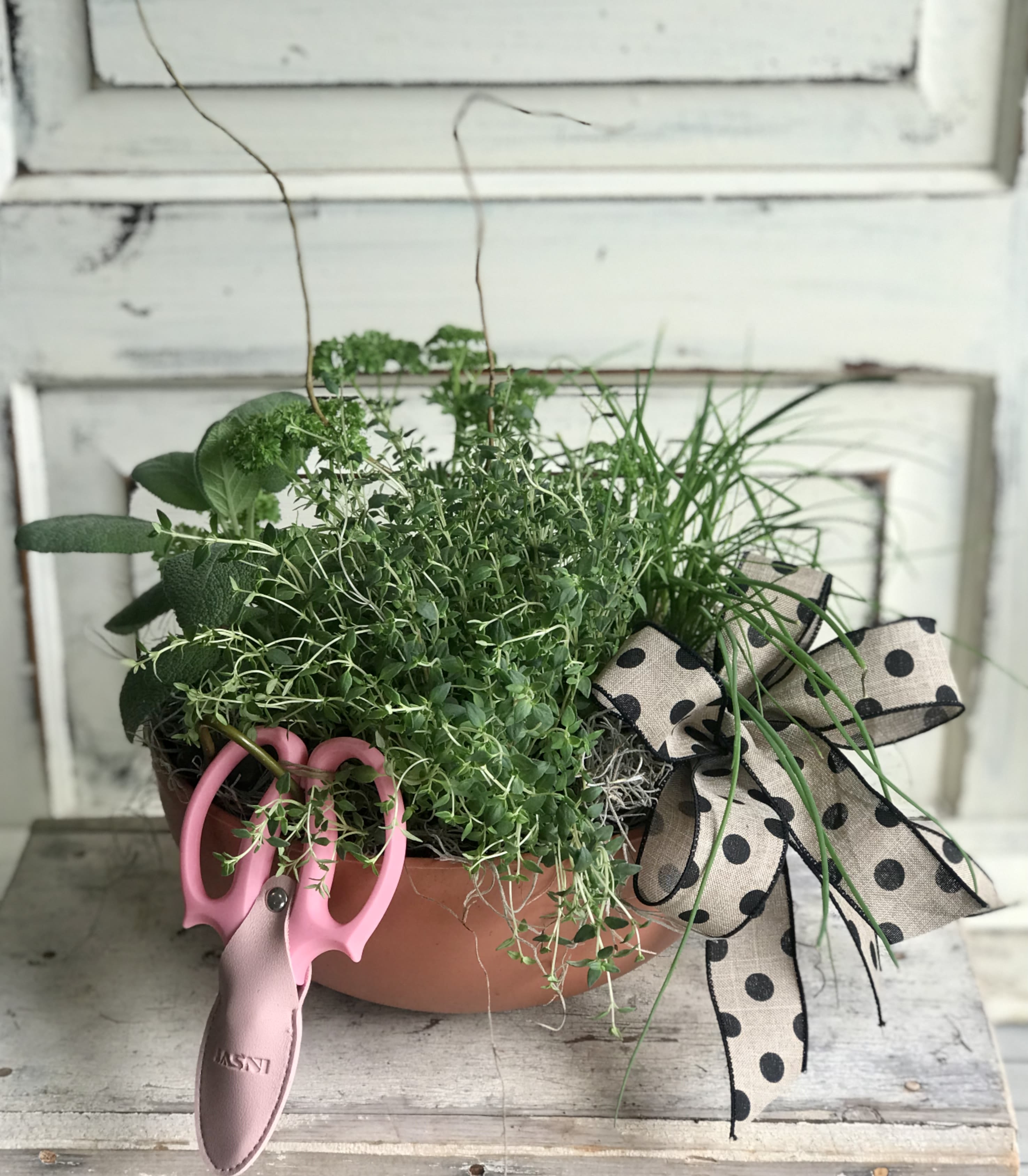 Herb planter in a terracotta bowl with pink garden shears and a polka dot bow