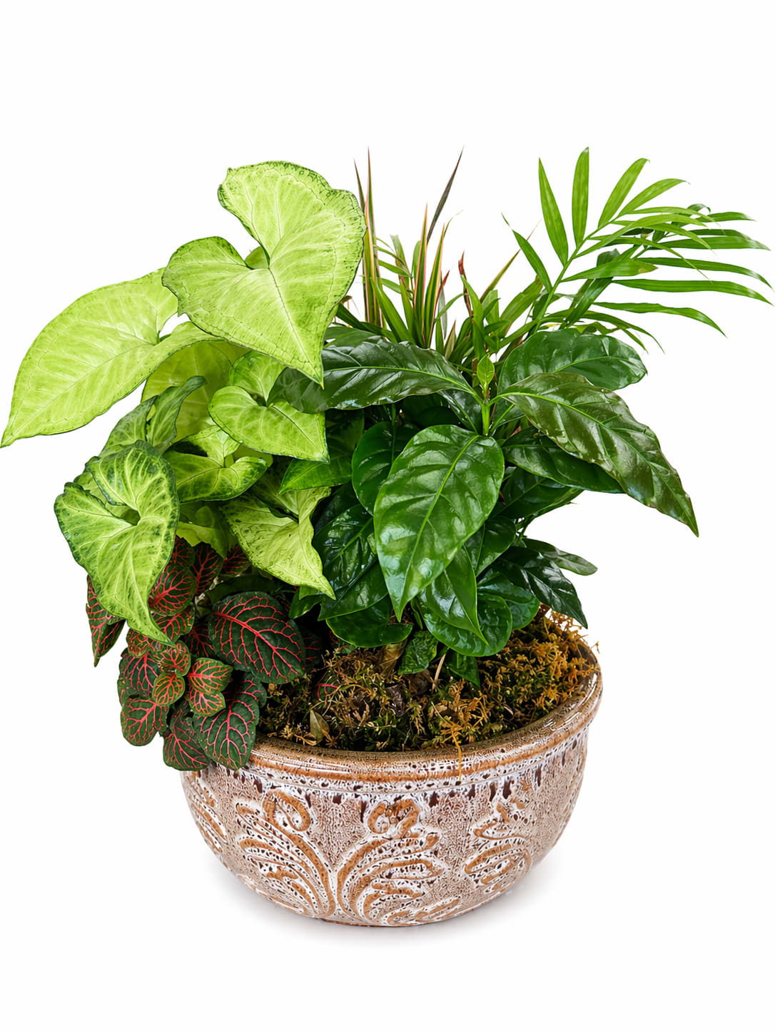 Small Euro Dish Garden - Finished with moss or subtle accents, this style is timeless and elegant, offering a long-lasting, easy-care option that brings a touch of classic charm indoors.