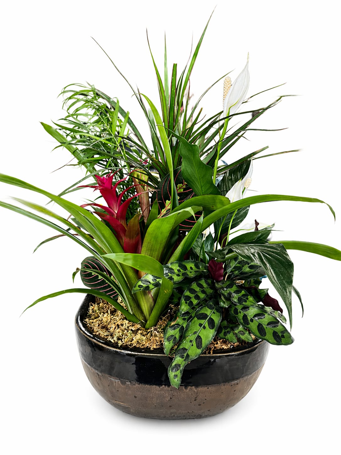 Large Euro Dish Garden  - Finished with moss or subtle accents, this style is timeless and elegant, offering a long-lasting, easy-care option that brings a touch of classic charm indoors.