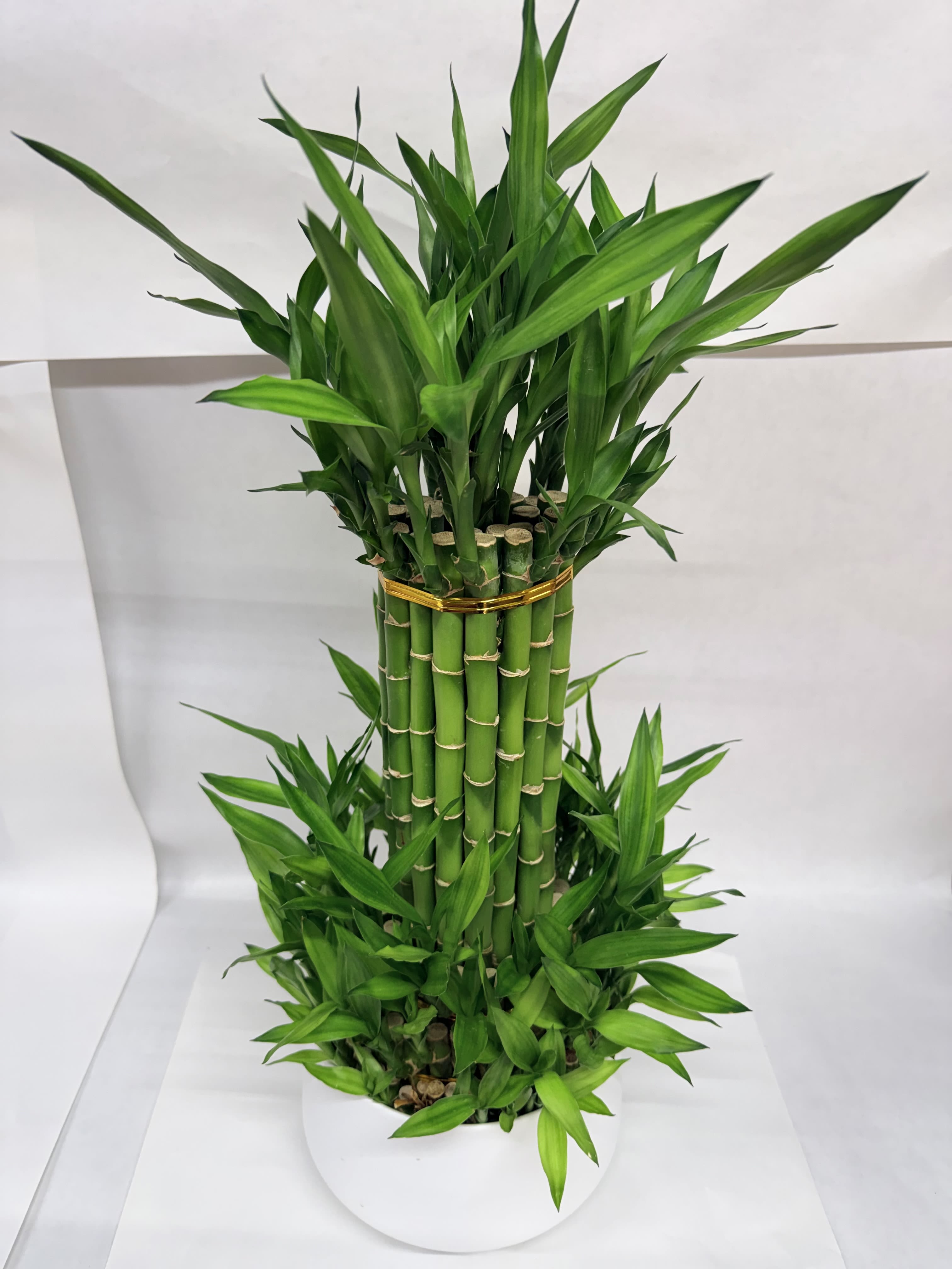 Lucky Indoor Bamboo LG - A tall, sculptural lucky bamboo plant perfect for housewarming or as a calming gift-this indoor plant arrangement presents multiple bundled green bamboo stalks with a dense crown of narrow leaves, creating a modern vertical focal point that brightens any room. As a housewarming gift or "thinking of you" plant, it promises a fresh, peaceful presence that makes the recipient feel welcomed and cared for.  Set in a smooth white galvanized pot and finished, the composition balances clean contemporary lines with warm, decorative detail. The layered foliage includes a fuller top cluster and a smaller base cluster for visual depth; colors are fresh green foliage against crisp white and metallic  Recommend placing in bright, indirect light and keeping the soil or container water level consistent to maintain healthy growth. Size is large (LG) for a prominent display on a console table, office corner, or entryway.