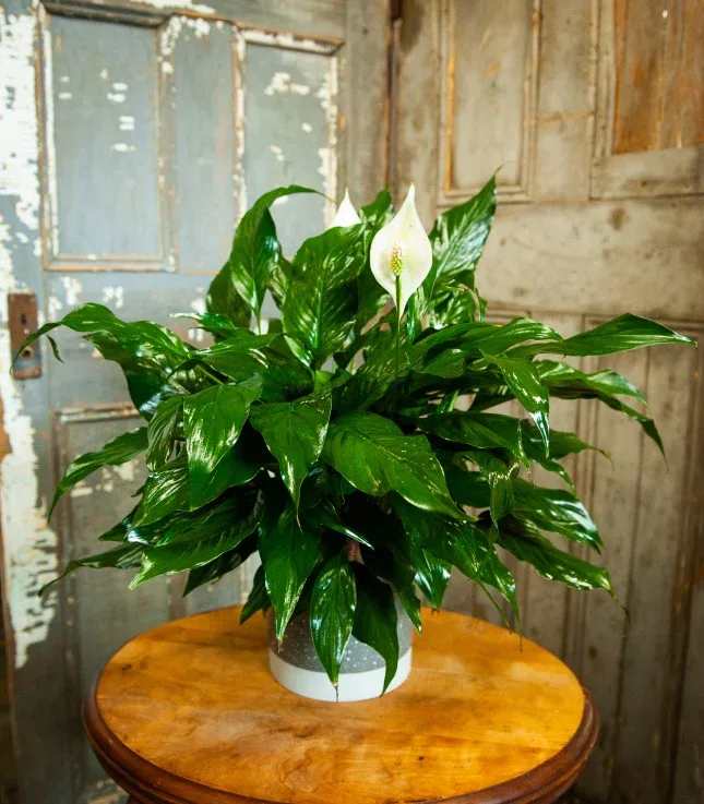 Potted peace lily with white blooms on a round table