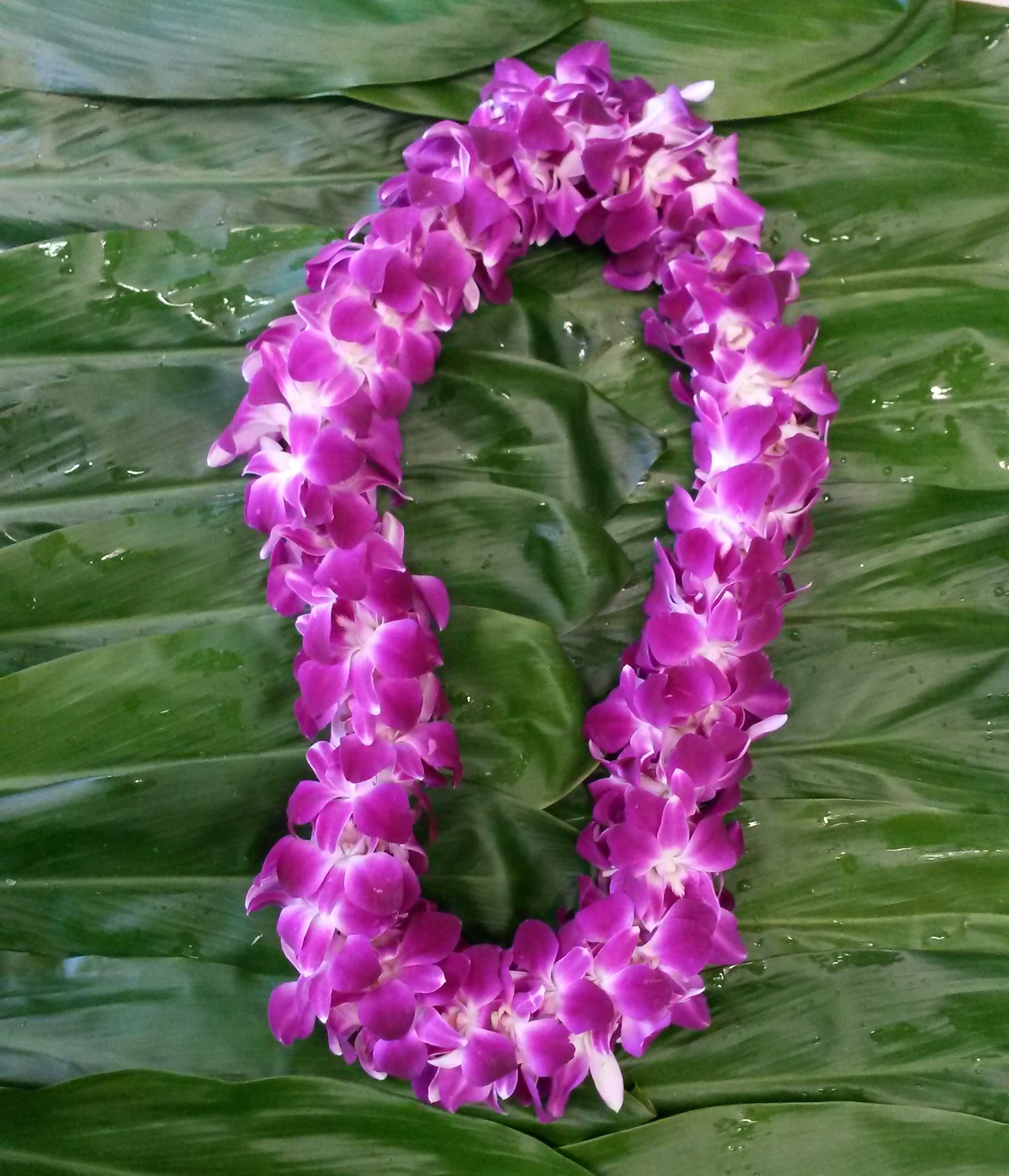 Double Lei - ***PLEASE NOTE*** Due to ongoing supply chain issues, Lei orders without 72 hours advance notice may be subject to cancellation. To confirm availability, email us at: Leesflorist1420@gmail.com prior to ordering  This double strand dendrobium orchid lei is an elegant gift for grads or celebrations!  Lavender and white orchid heads are hand strung to create this beautiful ornamental lei.