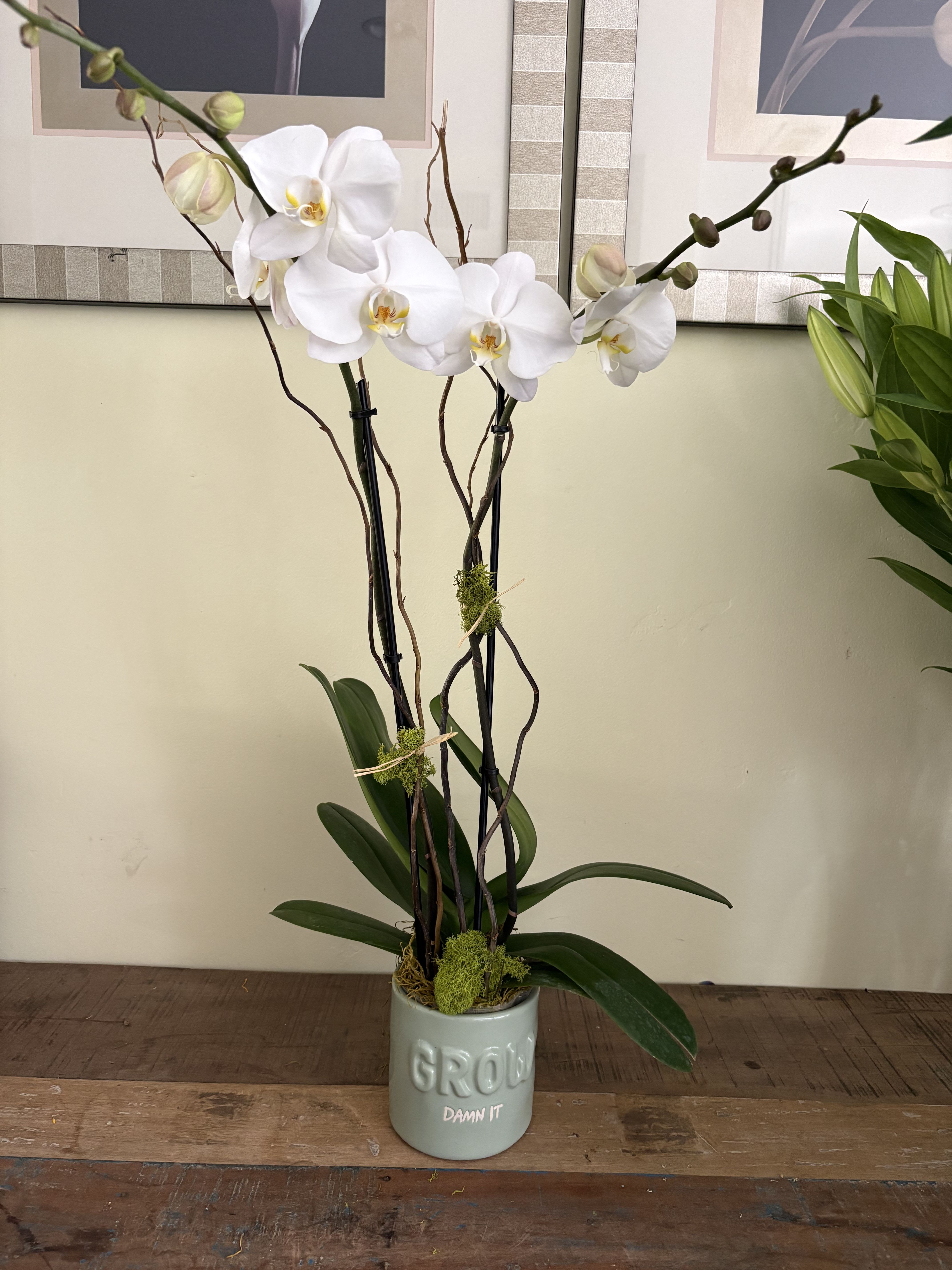 Potted Phalenopsis - White orchid plant in a decorative pot