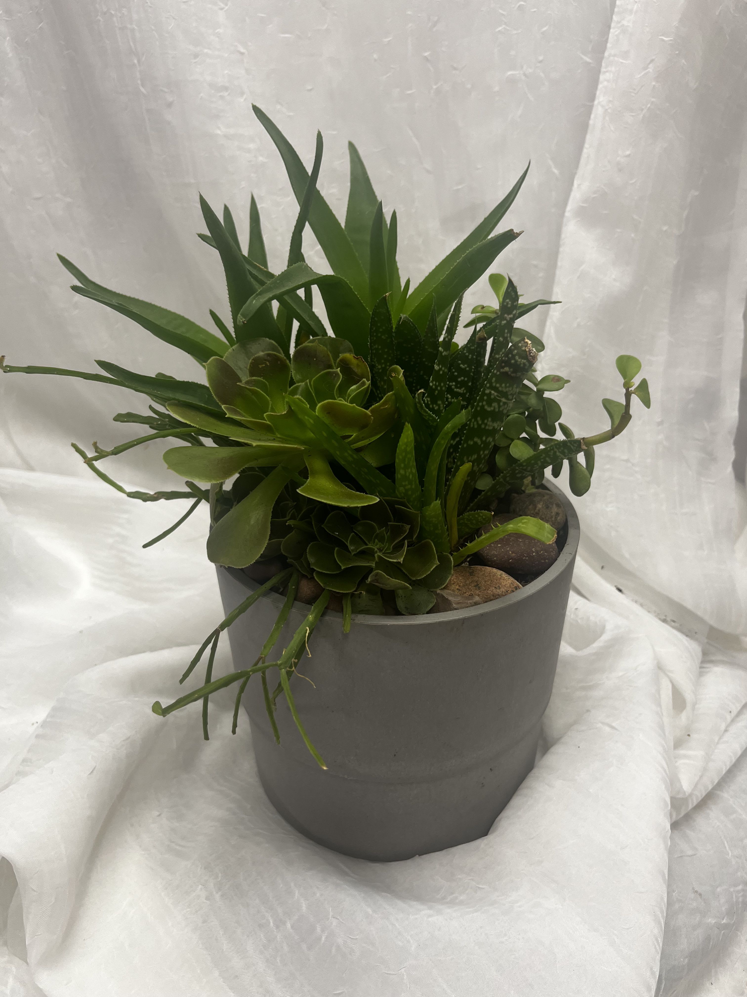 Potted succulent arrangement in a gray container