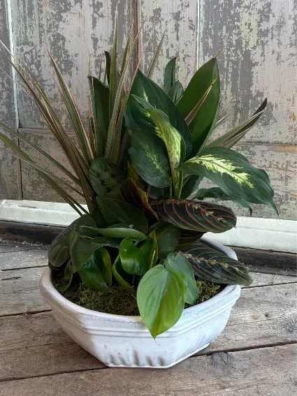 Dish Garden - Give a lasting arrangement of living greenery in various shades and hues, tastefully presented in an earthenware planter. Please note any preferences for plants under "special instructions" during checkout  Includes: Various Living Living Plants, Earthenware Planter.