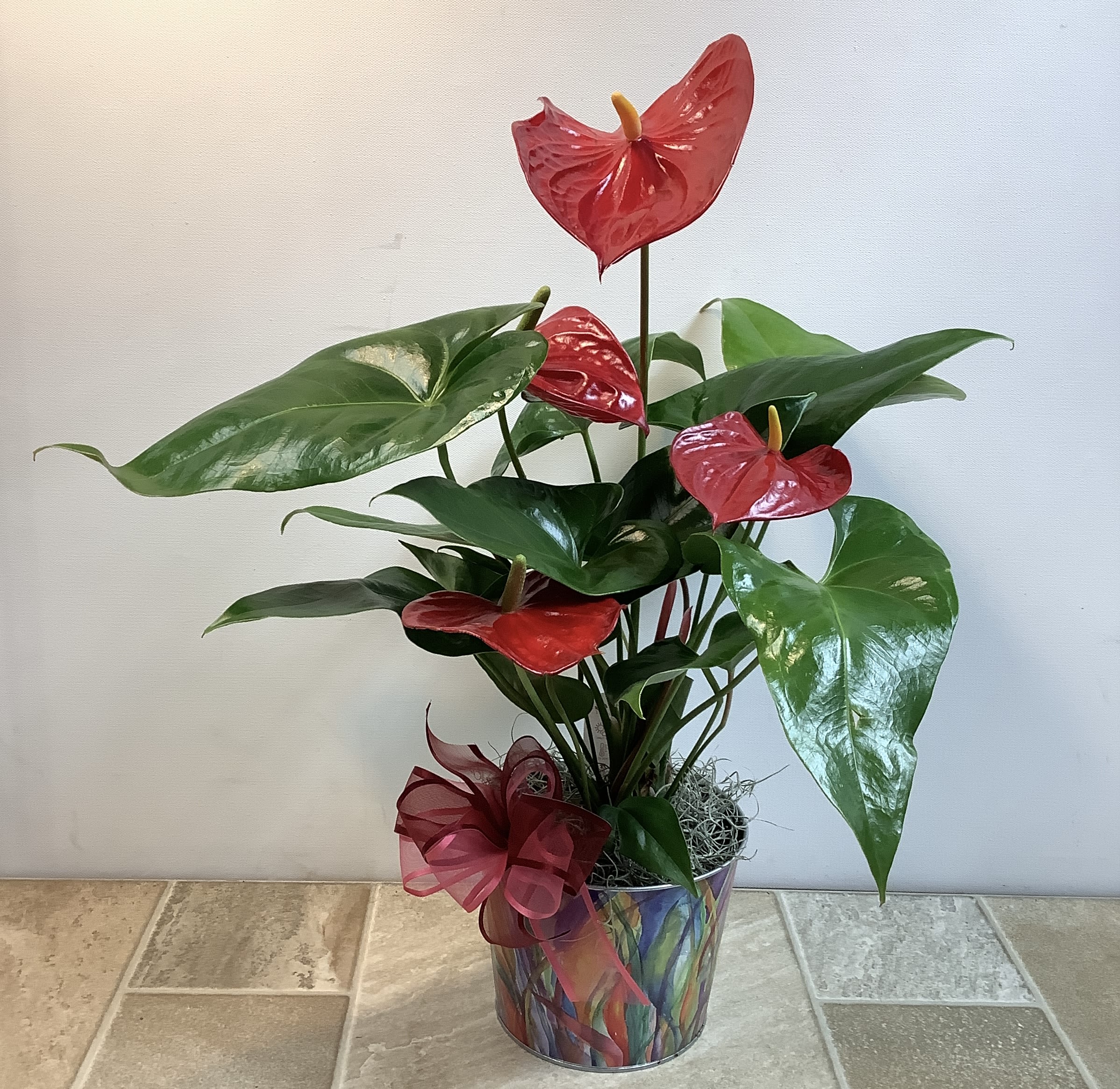 Potted anthurium plant with red blooms and glossy green leaves in a decorative container