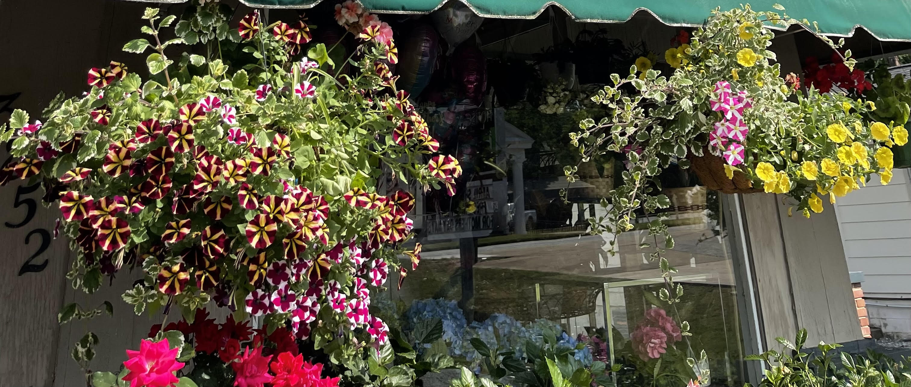 Hanging baskets of striped petunias and yellow flowers outside a storefront