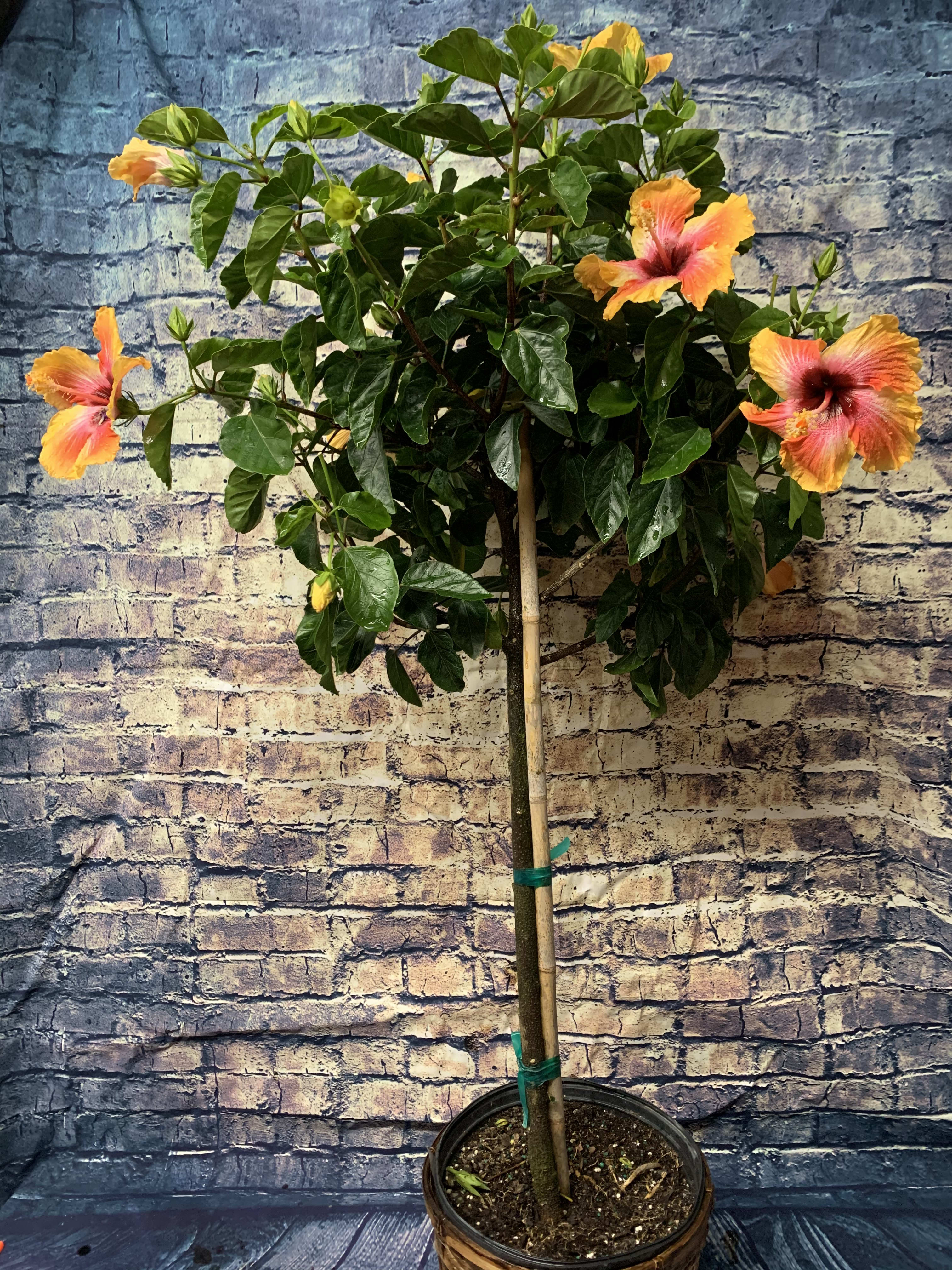 Hibiscus Tree - Nothing says summer like the continuous beauty of the Hibiscus Bloom!  IT'S A great addition to any garden, patio or porch!  ***Bloom Colors May Vary***  