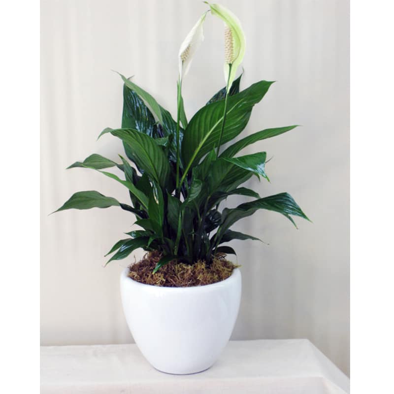Potted peace lily plant with white blooms in a white planter