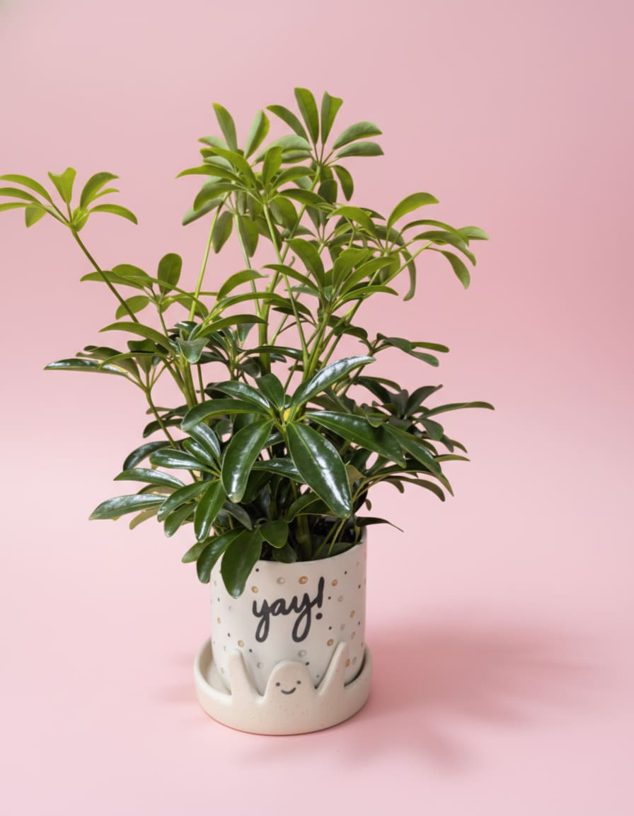 The Yay! You Did It Plant - Celebrate life’s little wins with The Yay! You Did It Plant!  This cheerful gift features a lush 4” green plant nestled inside a playful ceramic pot that proudly says “Yay!”—because every accomplishment, big or small, deserves to be celebrated. Perfect for graduations, new jobs, birthdays, or simply brightening someone’s day, this easy-care plant brings lasting joy and a pop of positivity to any space. A thoughtful way to say congratulations, good luck, or “I’m cheering for you!”   All green plants and containers are subject to change due to availability. 