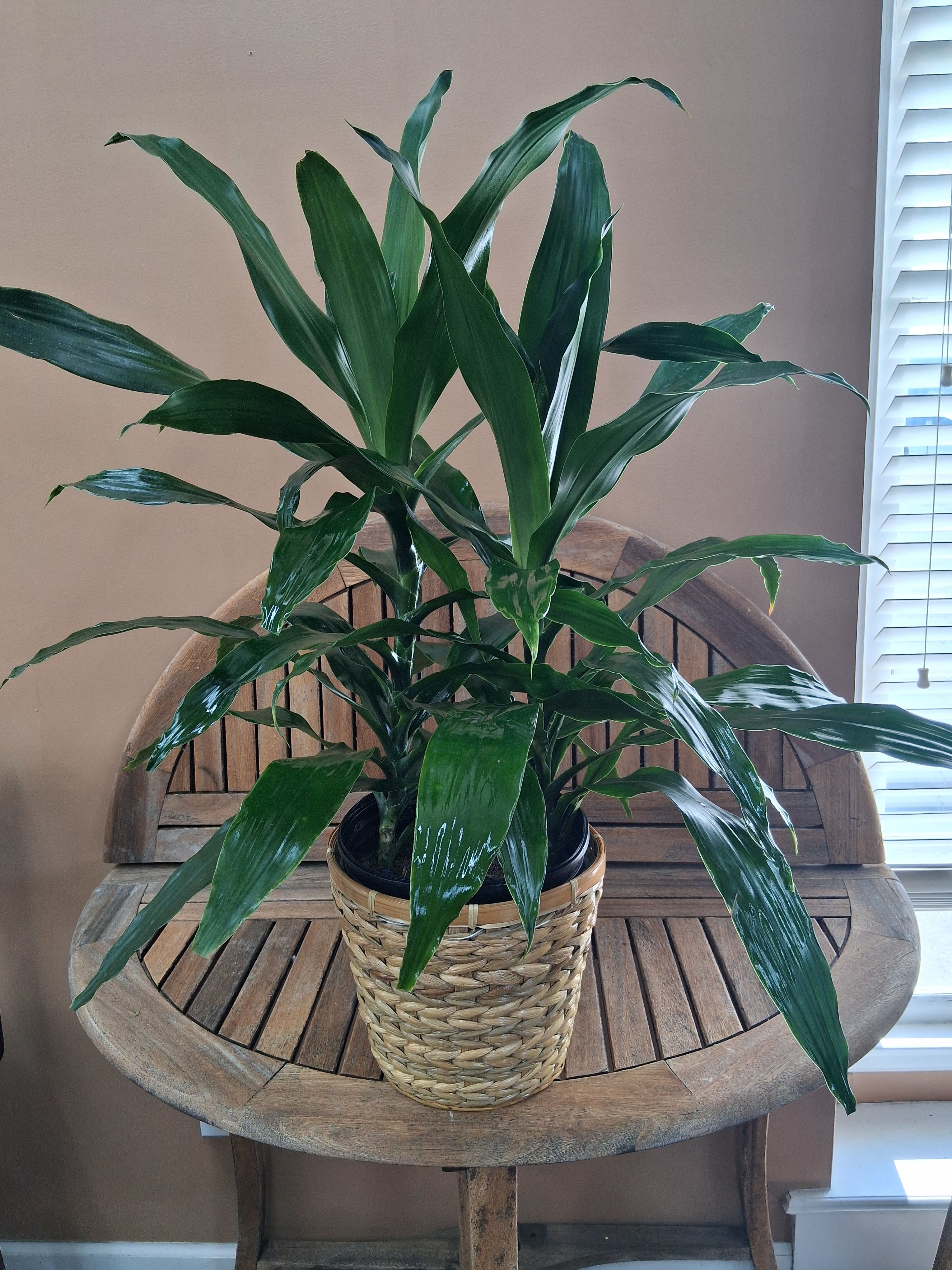 Dracaena Janet Craig - A lush cluster of glossy, arching leaves makes this Dracaena Janet Craig houseplant a quiet statement of green living-perfect as a sympathy or funeral arrangement that conveys calm and lasting care. The upright, full silhouette reads as both comforting and refined, the kind of green presence that helps a room feel settled and thoughtful for the person you're honoring.  Nestled in a black plastic nursery pot and presented inside a woven basket-style planter, the plant brings natural texture and easy, casual style to home or office décor. The long, deep-green leaves are smooth and reflective, creating a sense of freshness and vitality without florals-ideal for recipients who prefer lasting plants to cut flowers. The overall size and fullness offer a substantial gift that isn't overwhelming, fitting on a side table, entryway console, or beside a chair.  A meaningful way to express sympathy or support, this Dracaena requires minimal care-bright, indirect light and moderate watering-so it continues to offer quiet presence through the weeks and months ahead. Choose this arrangement when you want to send something enduring and serene that helps the recipient feel seen and comforted.