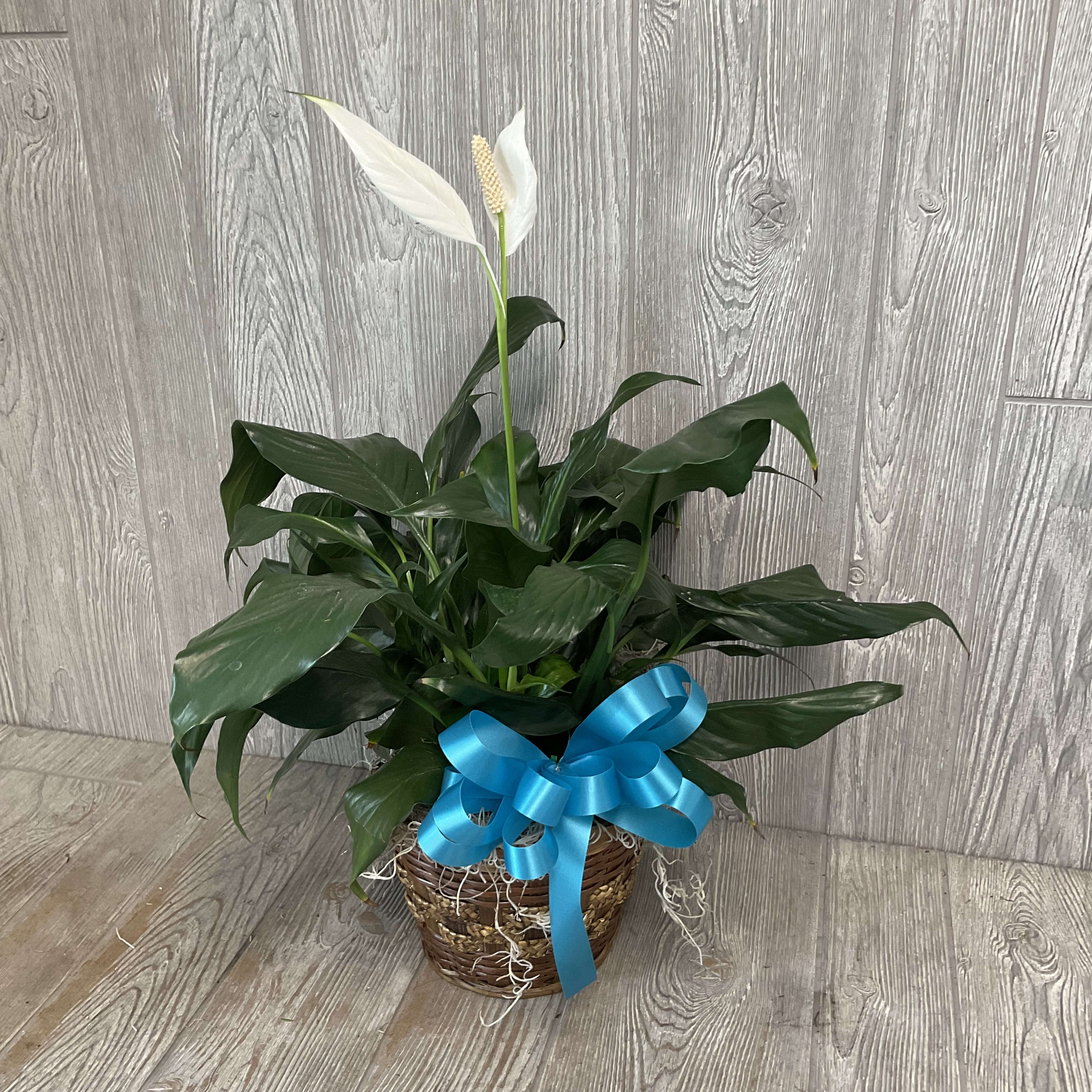 Potted peace lily plant in a woven basket with a bright blue bow