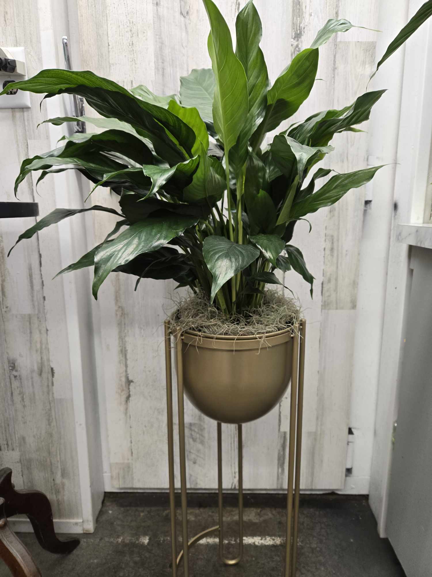 Potted green houseplant in a gold stand planter