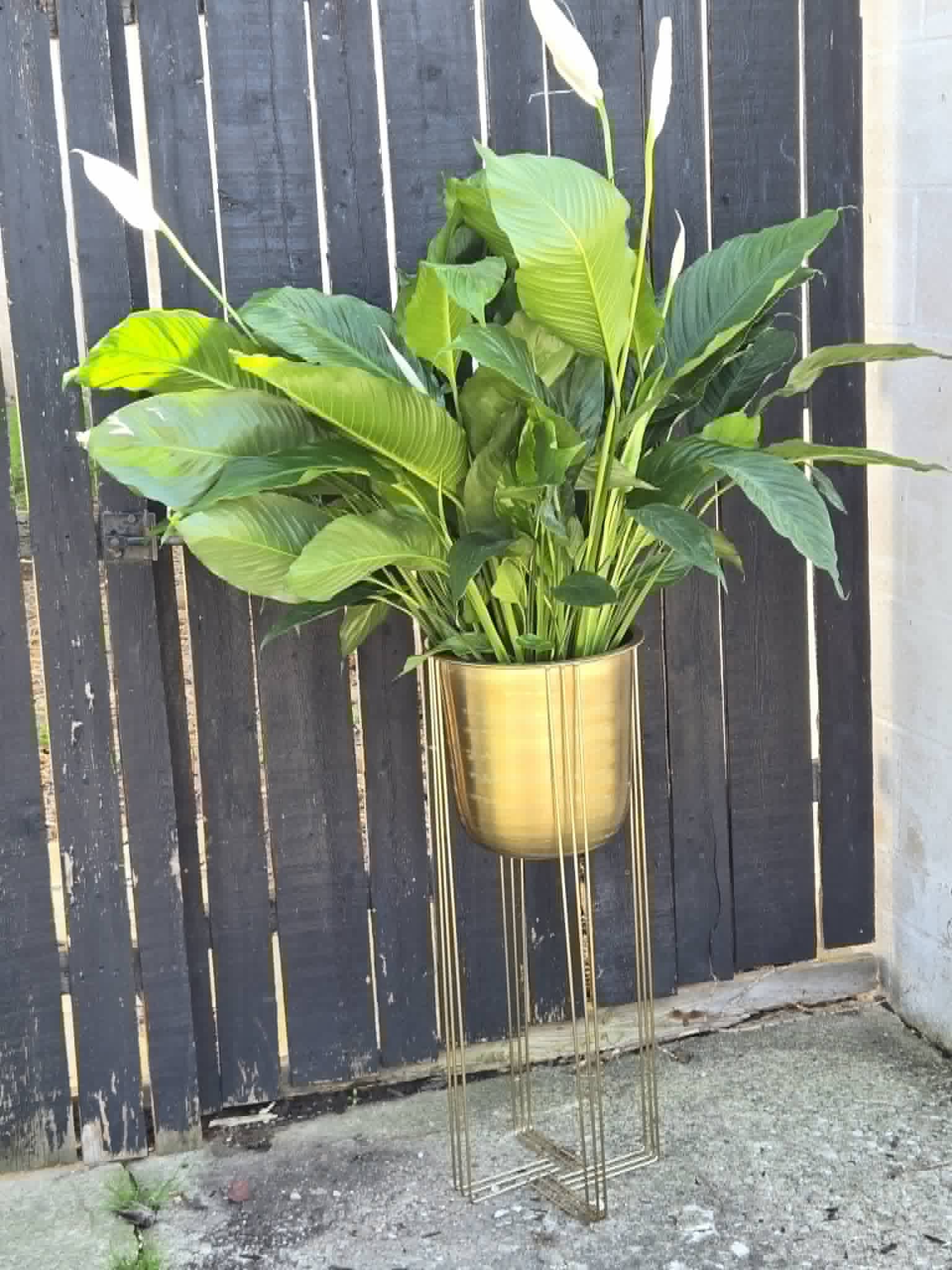 10 in Pc lily in Gold stand - Live Pc Lily in gold metal stand