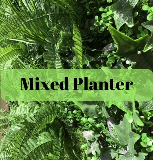 Mixed green planter with assorted foliage and ferns