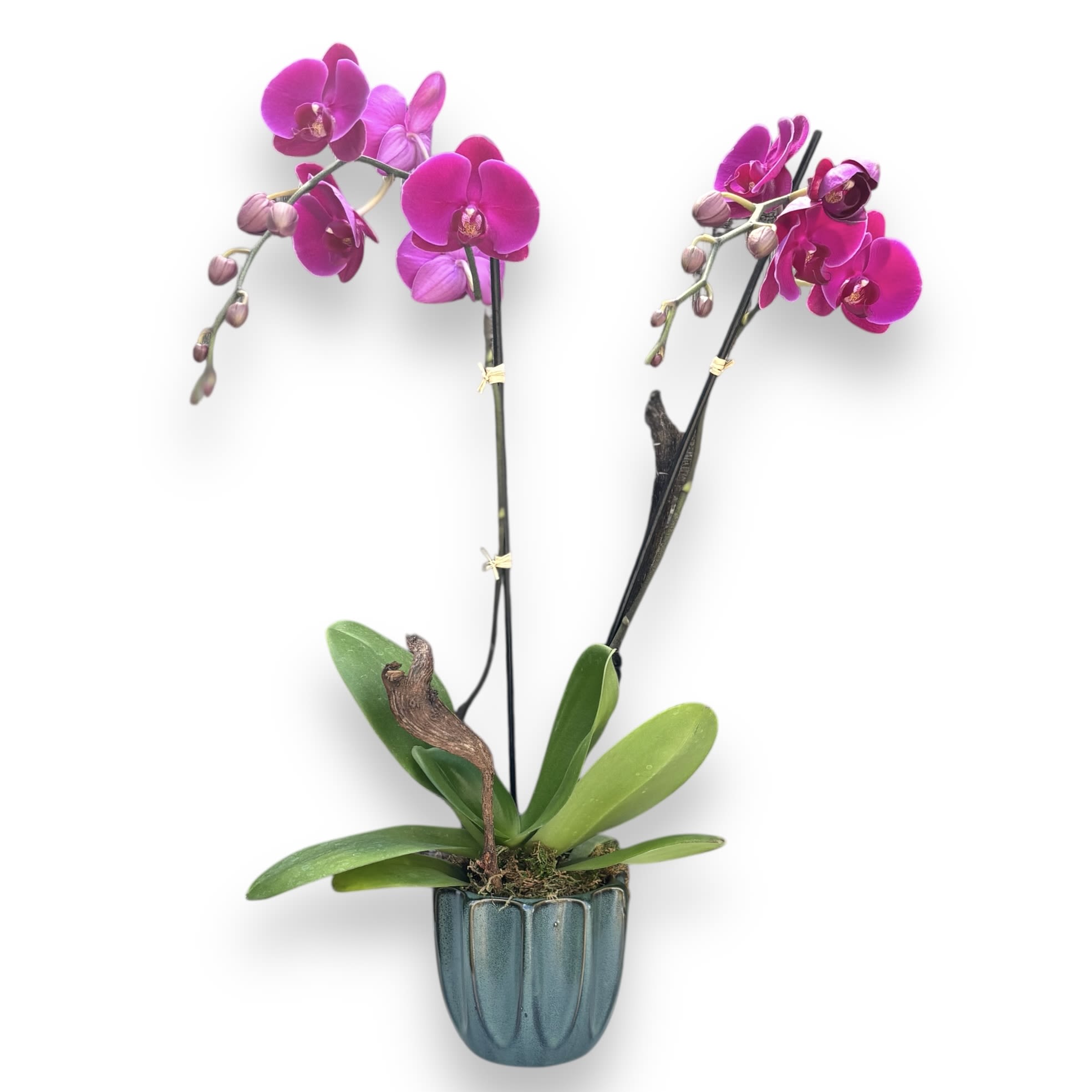 Fuchsia dream orchid - PHALAENOPSIS ORCHID WITH FUCHSIA BLOOMS Delicate and exotic. Our tropical Phalaenopsis orchid plant boasts tall spikes with multiple butterfly-shaped blooms in a beautiful fuchsia color. They are known to last a long time, bringing beauty into the home for many weeks. Their broad, tropical leaves continue to look lovely even when the plant has finished flowering. Why not add a greeting card or quality handmade candle to your fresh orchid plant? About Phalaenopsis Orchids  When their orchid flowers expire, trim the stem at an angle just above the node, below where the first flower bloomed. If the stem is looking yellow and withering, trim to the base of the plant. Cared for correctly, new flower spikes will begin to grow. This typically happens on an annual basis.  Orchid plants love a light, warm position and high humidity. Use the ‘green thumb’ method of watering, by checking whether the soil feels dry before giving more water.  