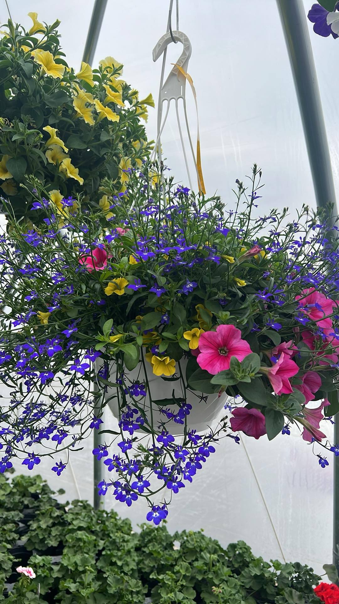 Hanging Floral Baskets - Elevate your outdoor space with our stunning 12" hanging flower baskets, lovingly grown right here in Schoharie County. These vibrant arrangements are designed to bring a burst of color and charm to your garden, porch, or patio all season long. Perfect for adding a touch of nature's beauty to any setting, these baskets are not just flowers; they're a statement of local pride and floral artistry. Don't miss out on the chance to brighten your surroundings—grab yours today and let the blooms do the talking! Please note: if you would like a specific color or flower please let us know in the notes section and we will do our best to fulfill your request however substitutions may be necessary