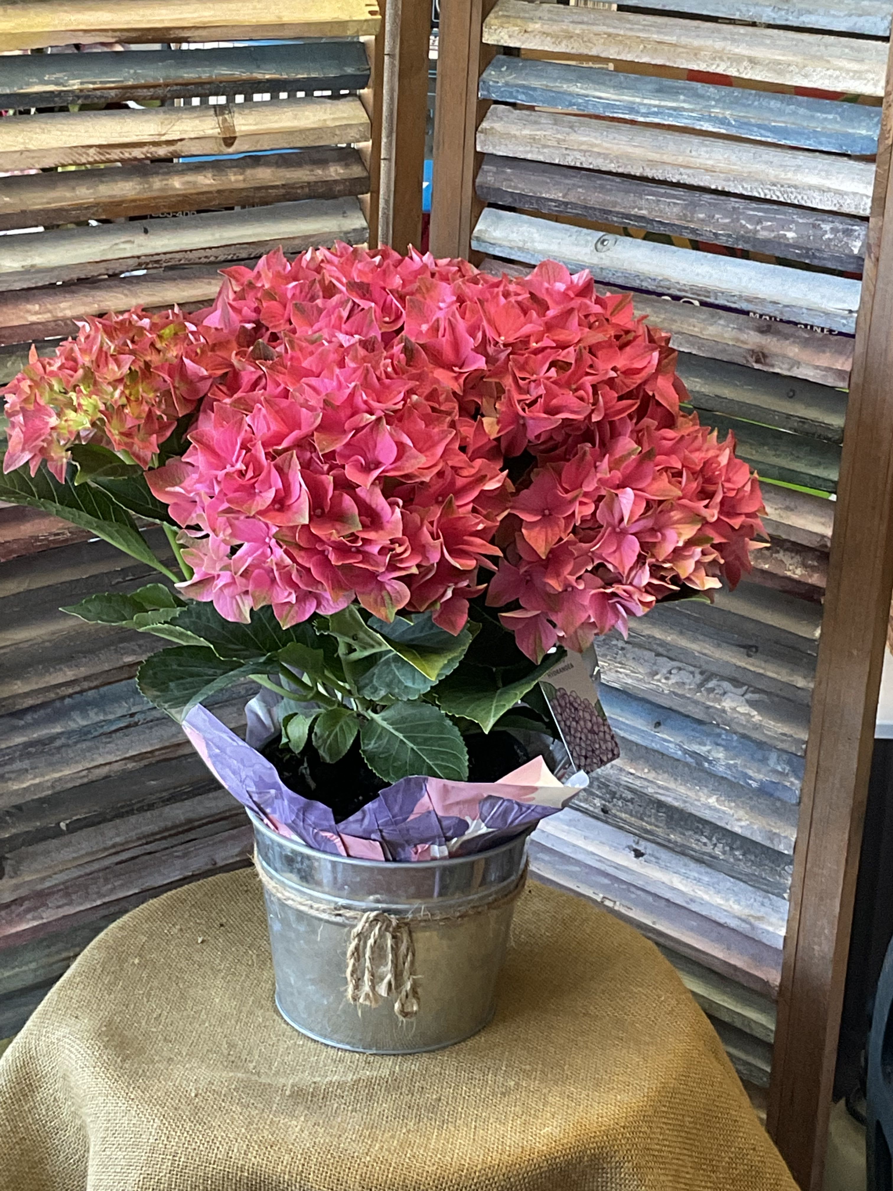 26-122 - Full potted hydrangea with large pink/purple/blue blooms in a galvanized bucket with twine wrap
