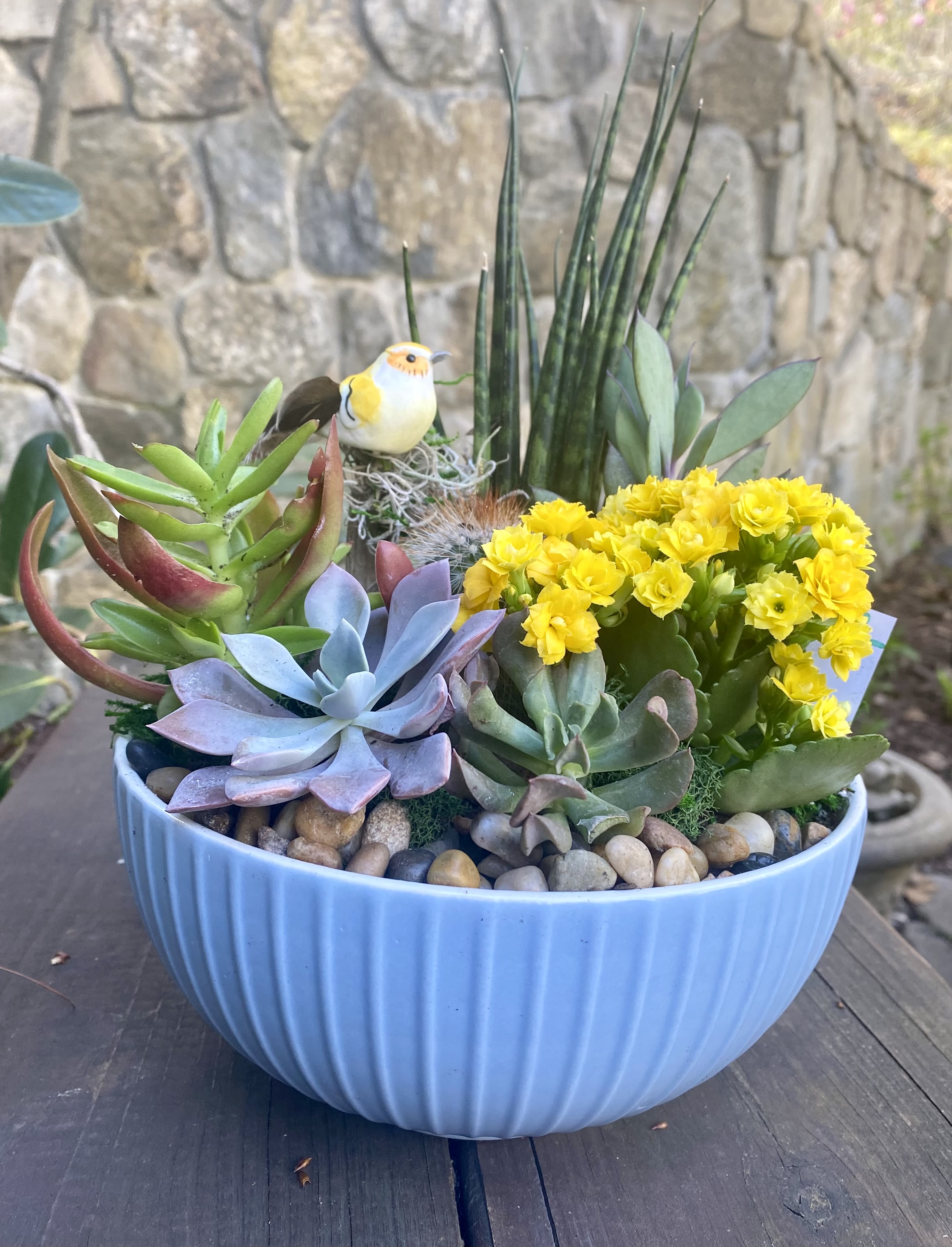 Meadowlark Garden - A sweet bird surveys the beautiful garden at its very. An easy care mix of succulents and a lovely bloomer. Such a cheery, pretty garden! Colors and plant selection will vary