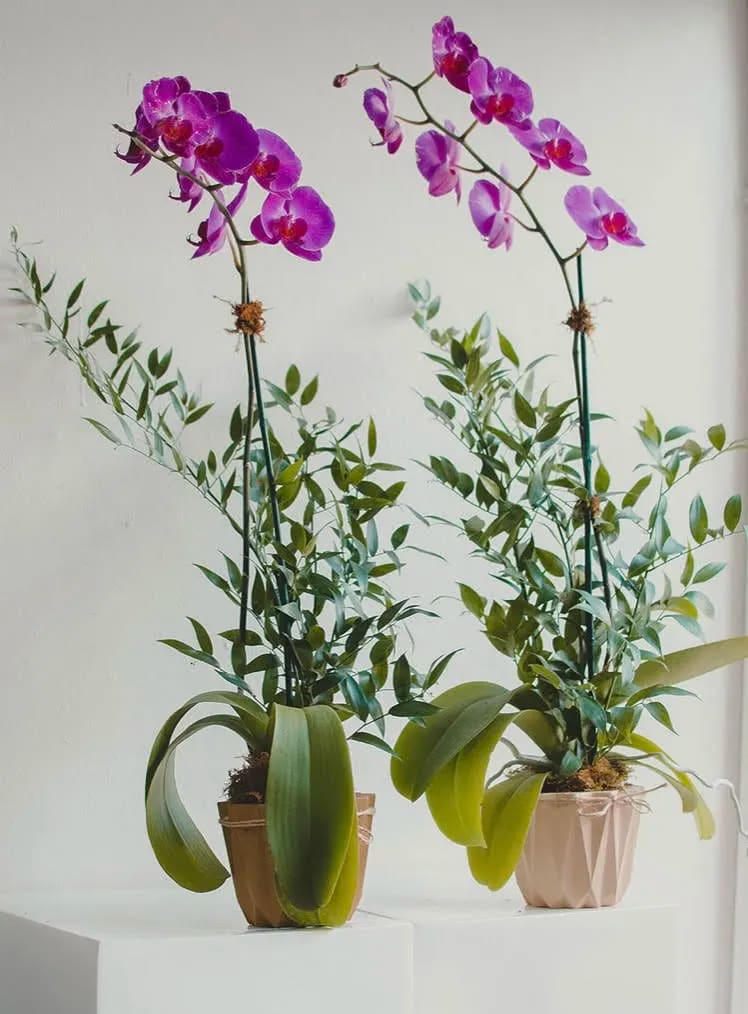 Two potted orchids with purple blooms and green foliage