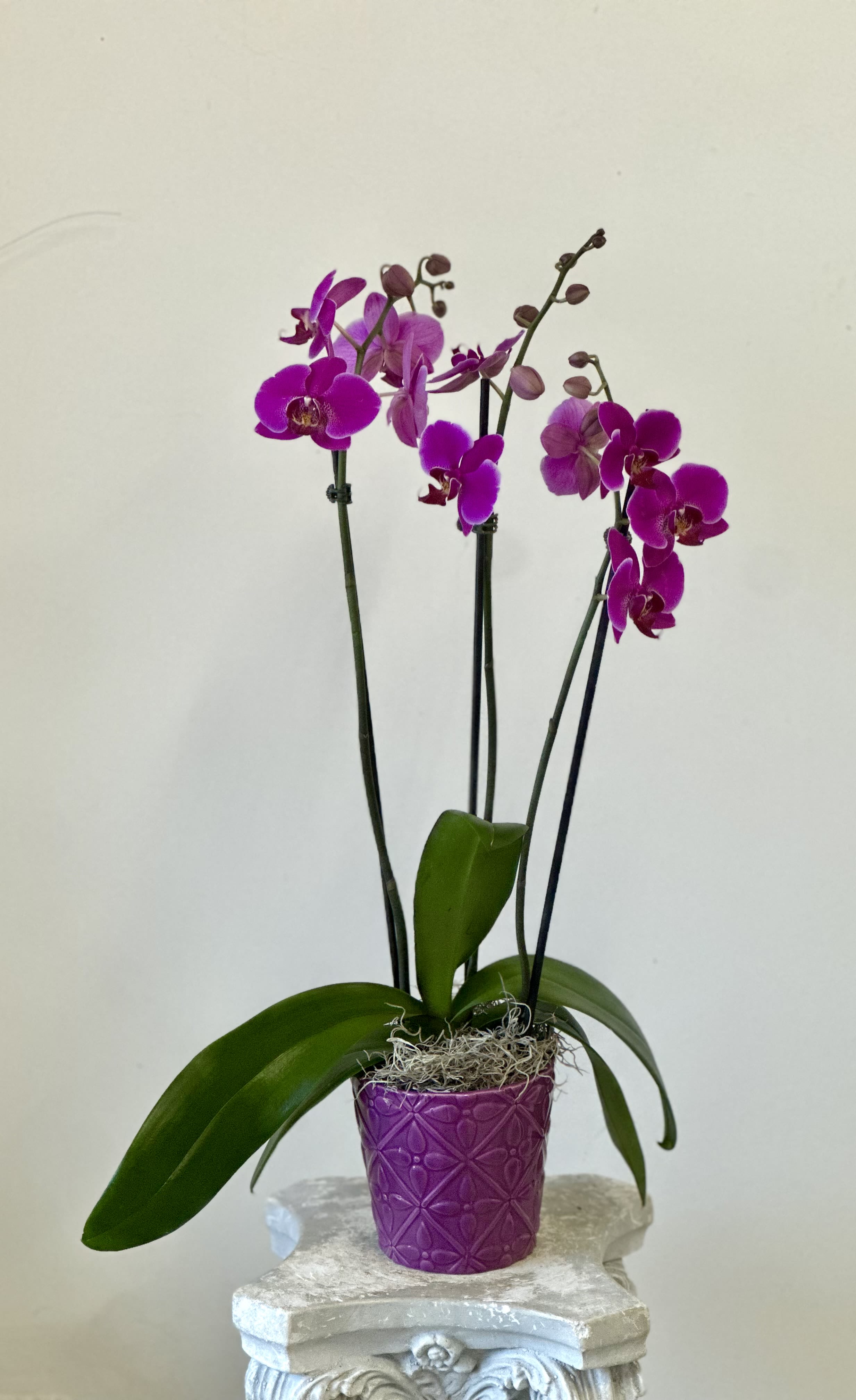 Phalaenopsis Orchids by Westford Florist Art by Veny - Elevate your space with the exquisite Phalaenopsis Orchids by Westford Florist Art by Veny. Also known as moth orchids, is a genus of about seventy species of plants in the family Orchidaceae. Renowned for their vibrant colors and graceful blooms, these orchids effortlessly enhance any decor or occasion while requiring minimal care. Simply water them weekly with three ice cubes and place them in bright, indirect light—it's that easy! With their captivating beauty and straightforward maintenance, these exotic plants are perfect for both seasoned plant enthusiasts and beginners. This genus consists of monopodial epiphytes or lithophytes with long, coarse roots, short, leafy stems, and long-lasting, flat flowers arranged in a flowering stem that often branches near the end. Transform your home or surprise a loved one with this timeless symbol of elegance; all you need to do is sit back and enjoy the enchanting display they create.