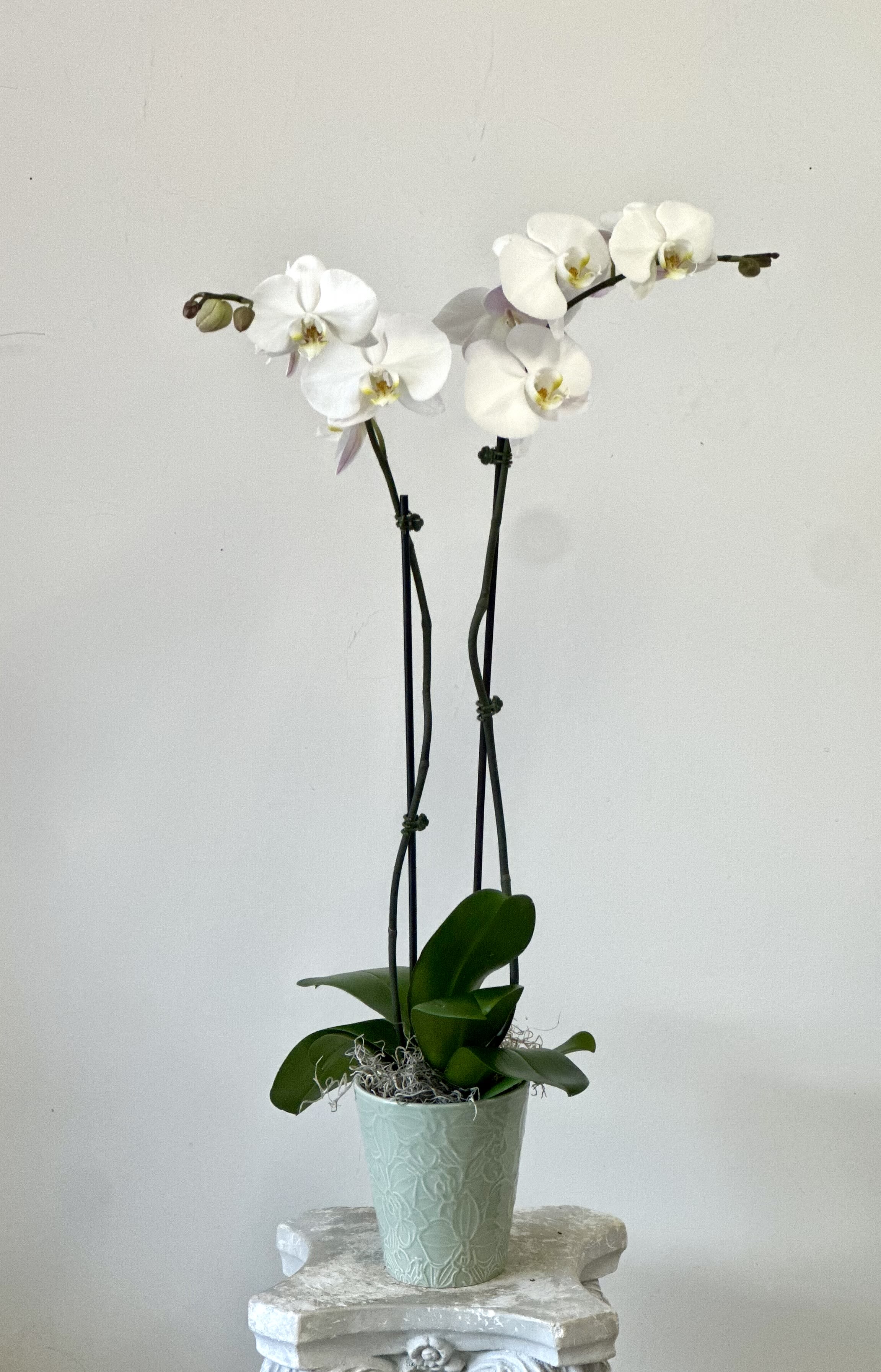 White Phalaenopsis Orchids by Westford Florist Art by Veny - Elevate your space with the exquisite White Phalaenopsis Orchids by Westford Florist Art by Veny. Known for their stunning appearance and graceful blooms, these orchids bring an air of elegance to any environment. With approximately seventy species in the Orchidaceae family, moth orchids are celebrated for their vibrant colors that seamlessly complement both modern and classic décor. These beautifully crafted plants require minimal care—simply water them weekly with three ice cubes and position them in a bright location. Ideal for enhancing your home or as a thoughtful gift, our White Phalaenopsis Orchids promise to flourish with ease while adding a touch of sophistication to every occasion. Transform your surroundings effortlessly with this timeless floral choice from Westford Florist Art by Veny.