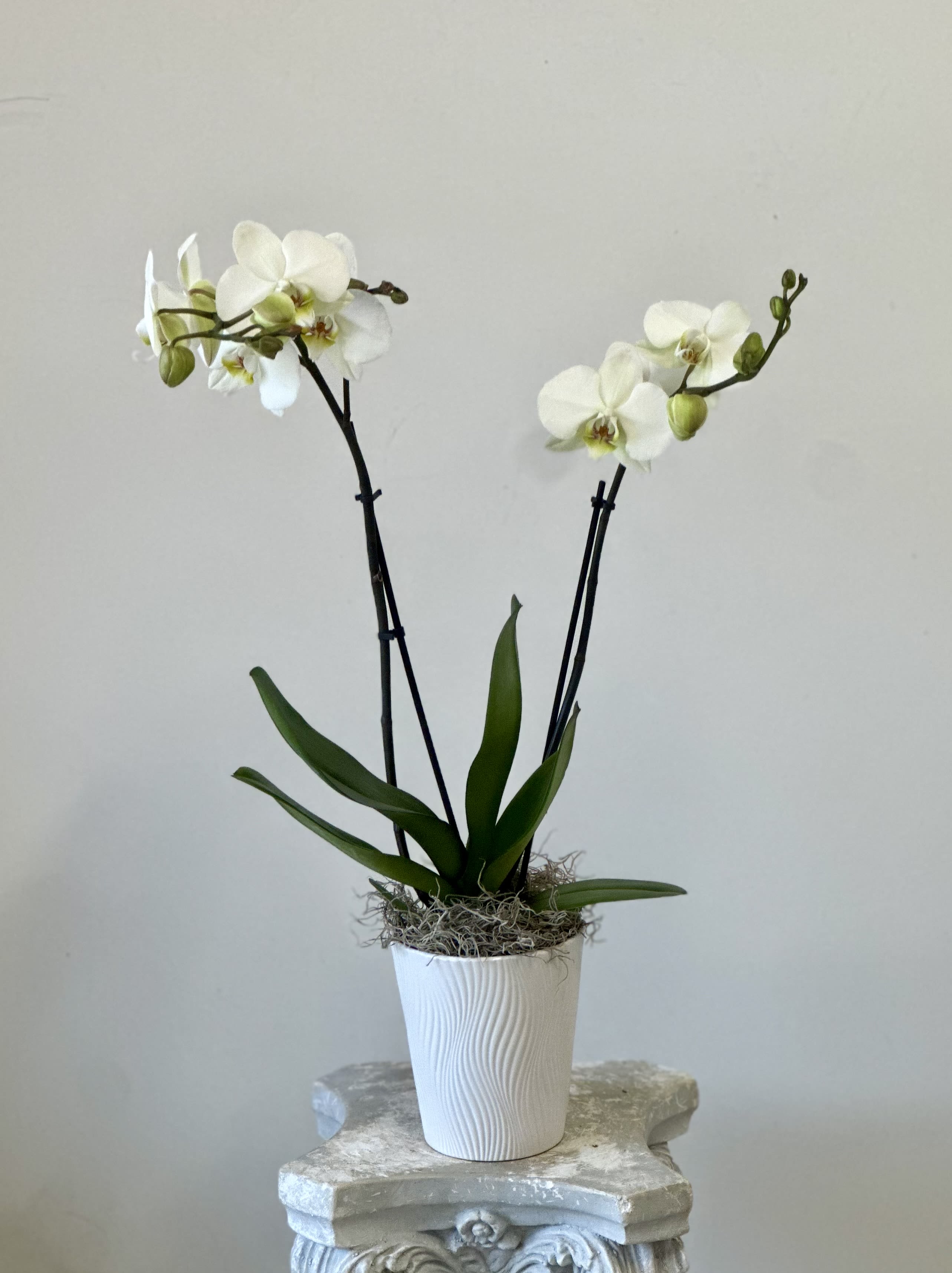 Phalaenopsis Orchid White - Elevate your space with the exquisite Phalaenopsis Orchids by Westford Florist Art by Veny. Known for their stunning appearance and graceful blooms, these orchids bring an air of elegance to any environment. With approximately seventy species in the Orchidaceae family, moth orchids are celebrated for their vibrant colors that seamlessly complement both modern and classic décor. These beautifully crafted plants require minimal care—simply water them weekly with three ice cubes and position them in a bright location. Ideal for enhancing your home or as a thoughtful gift, our White Phalaenopsis Orchids promise to flourish with ease while adding a touch of sophistication to every occasion. Transform your surroundings effortlessly with this timeless floral choice from Westford Florist Art by Veny.
