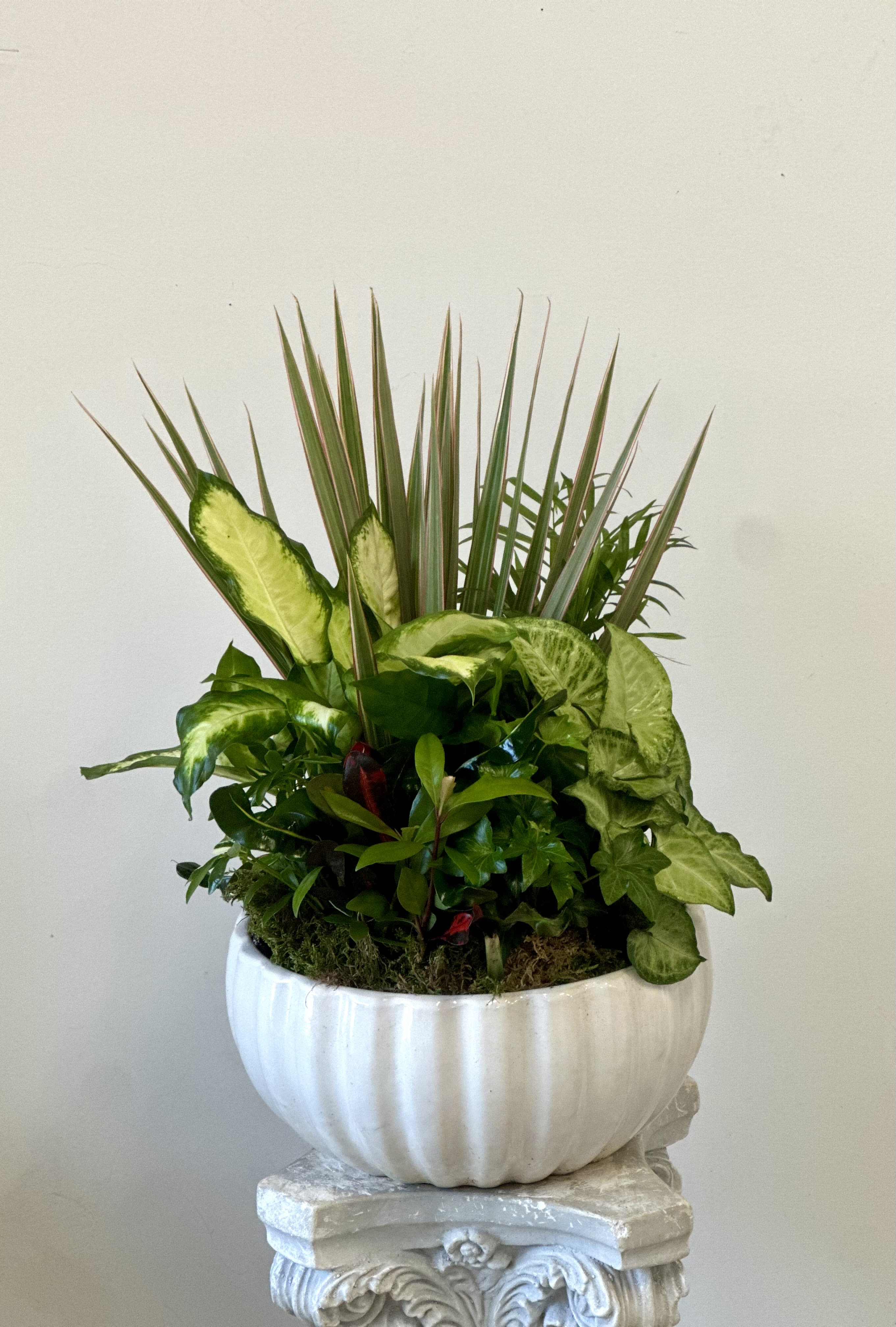 Dish Garden 12" by Westford Florist - Elevate the ambiance of your home or office with our magnificent Dish Garden in a 12-inch ceramic pot. Crafted by Westford Florist, this stunning arrangement features a variety of vibrant green plants carefully arranged to create a harmonious and sophisticated look. With its elegant design and timeless beauty, this Dish Garden is sure to enhance any living space and bring a touch of nature indoors. Whether placed on a coffee table, desk, or shelf, this exquisite piece will add an air of elegance and charm to any room. Please note that container colors and plant selection may vary slightly but rest assured that each Dish Garden is curated with care and attention to detail. Experience the beauty of nature in your home with our luxurious Dish Garden from Westford Florist.