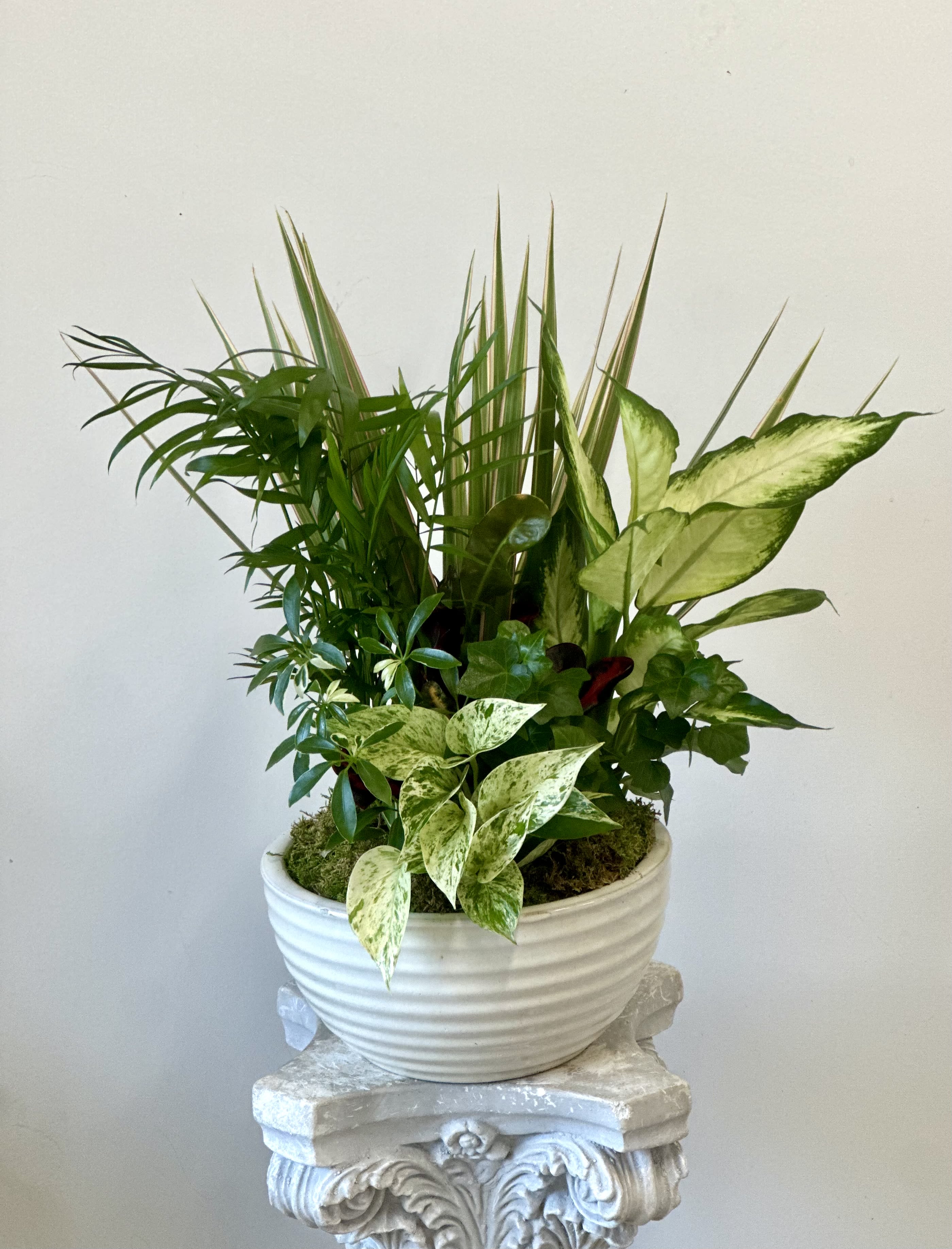 Dish Garden by Westford Florist Art by Veny 10-inches - Elevate the ambiance of your home or workspace with our stunning Dish Garden 10-inches. Crafted by Westford Florist Art by Veny, this impeccably designed arrangement features a beautiful assortment of green plants in a sleek ceramic 10 inches pot. This piece adds a touch of sophistication and tranquility to any room. Bring the outdoors inside and create a peaceful atmosphere with this timeless addition to your decor. Embrace nature's beauty while enhancing the aesthetics of your space with our carefully curated Dish Garden. Please note that while container colors may vary as well as plants, the overall look and appearance are guaranteed to add an element of unique charm to each individual piece. Elevate your surroundings today with Westford Florist's exquisite Dish Garden 10-inches.