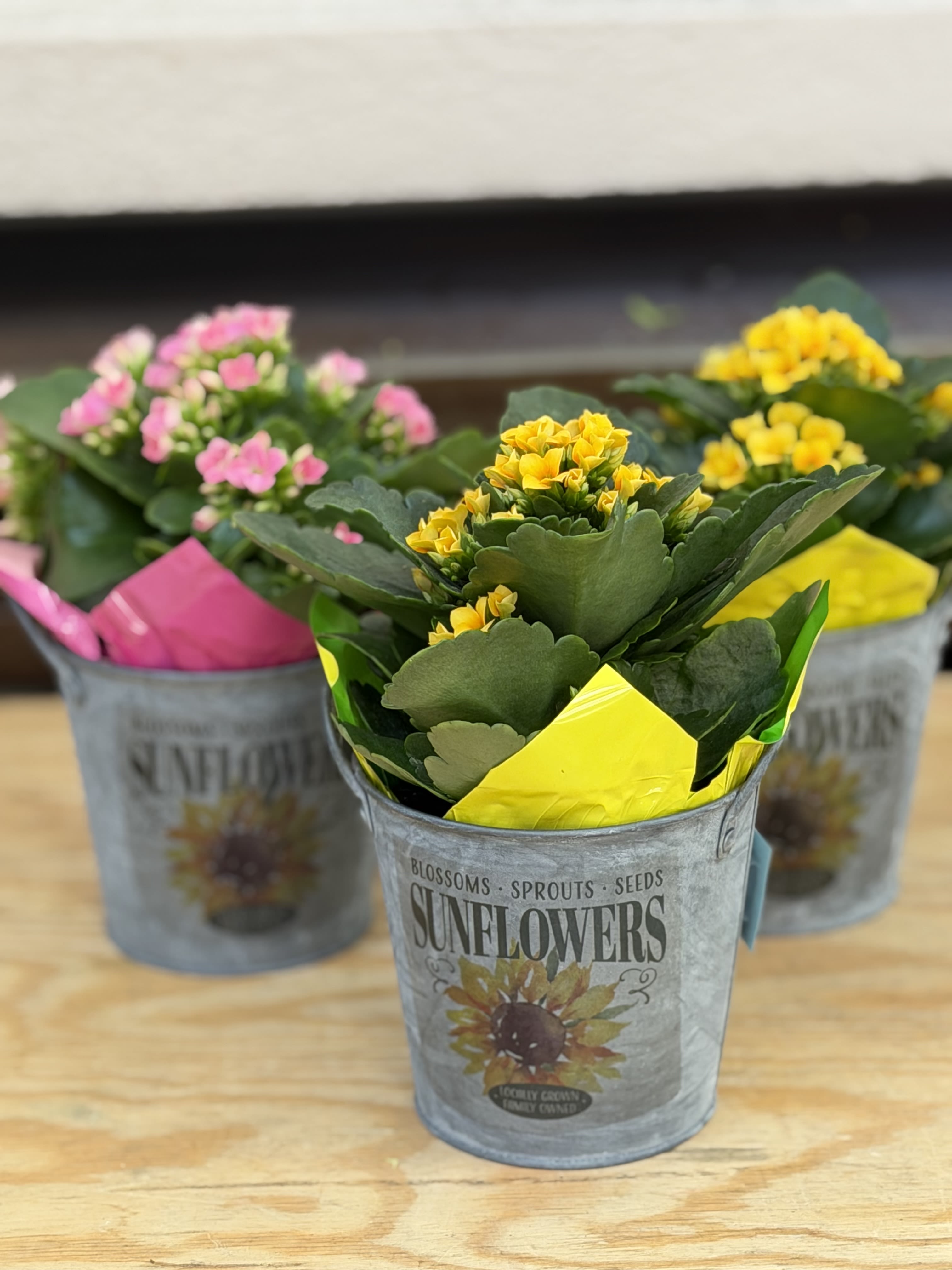 Desktop Bloomer  - A 4" Kalanchoe in a sunflower bucket. 