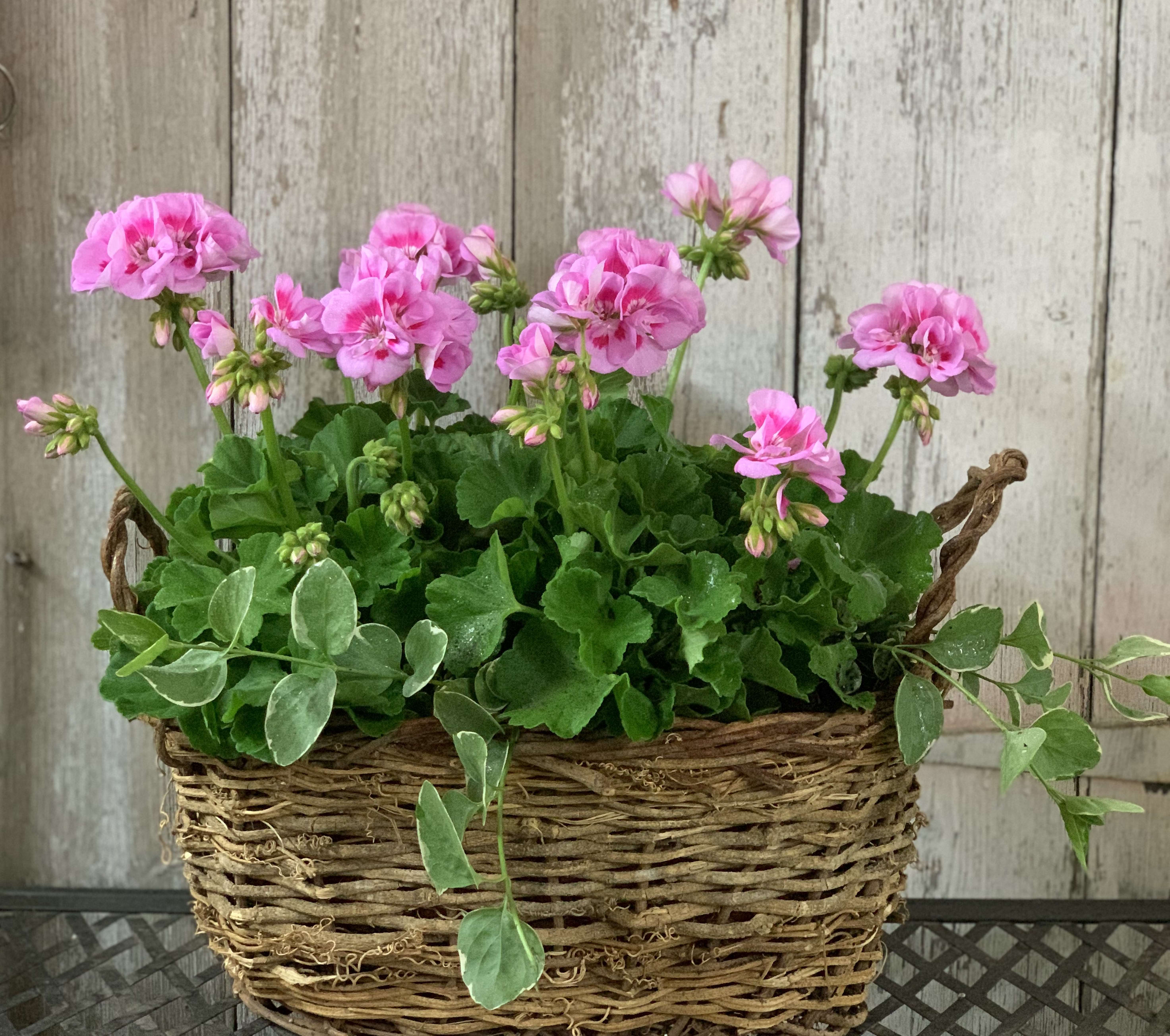 Pink geranium flowers in a woven basket planter