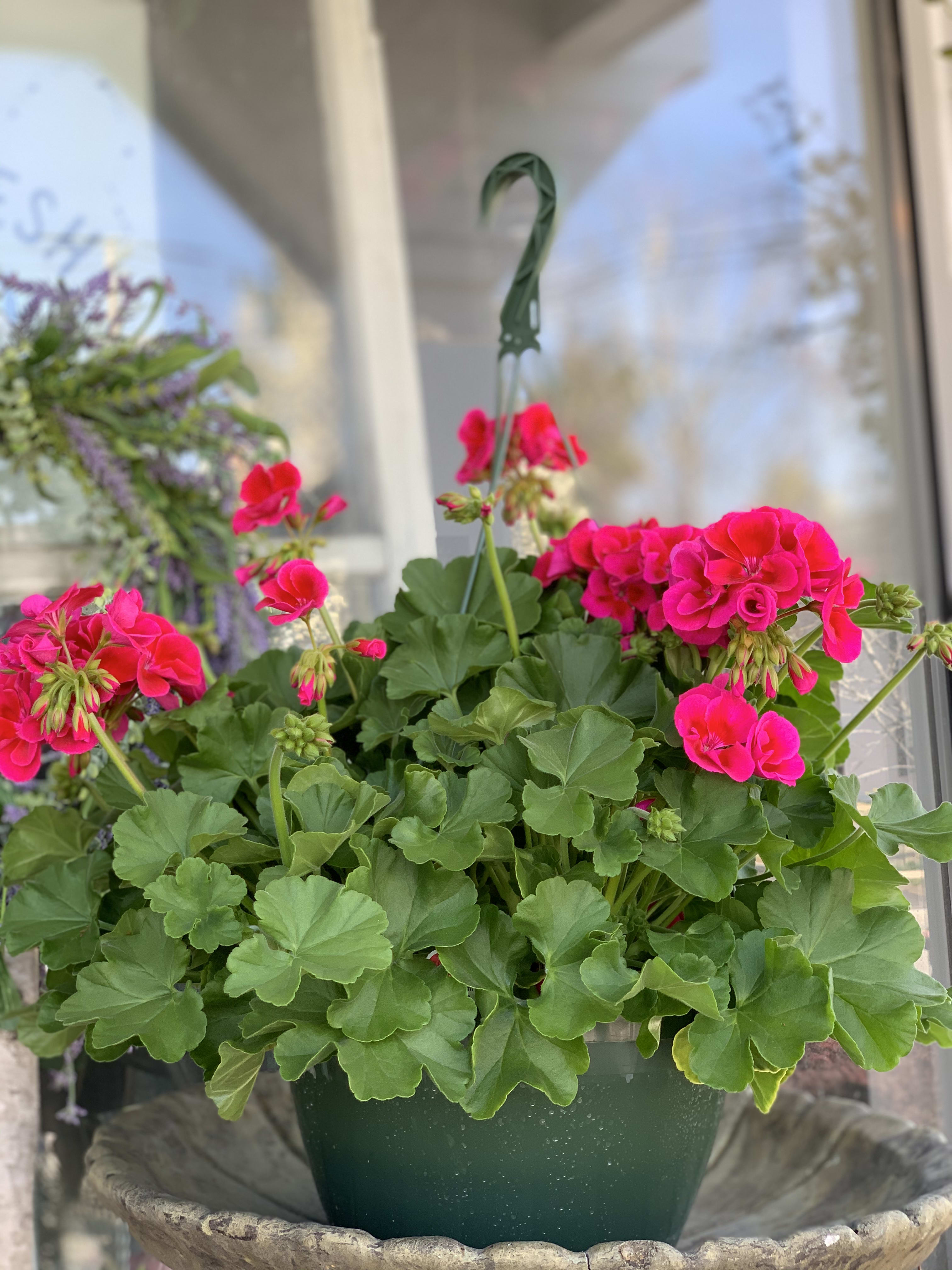 Pair of Hanging Calliope Geranium Basket -  Two bright pink geranium hangers that will bloom all summer. Cherished Calliope variety