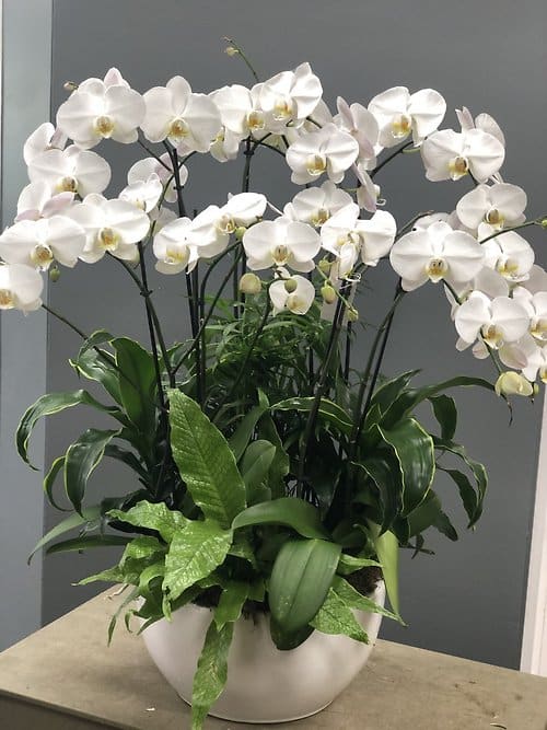 White phalaenopsis orchids with lush green foliage plants in a low white ceramic bowl.