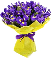 24 Blue Iris Bouquet - Blue Iris hand wrapped to a bouquet