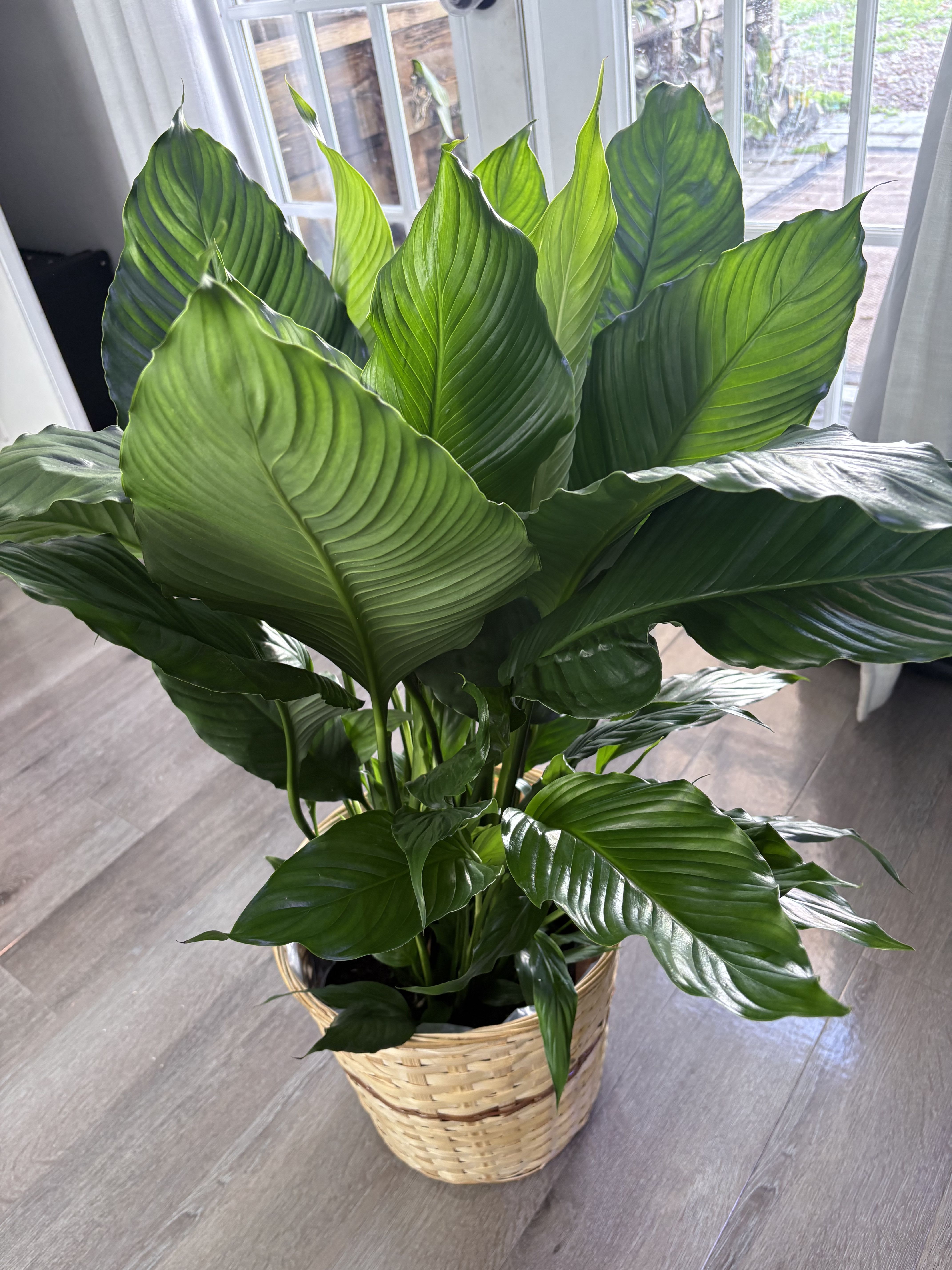 Large green potted plant in a woven basket