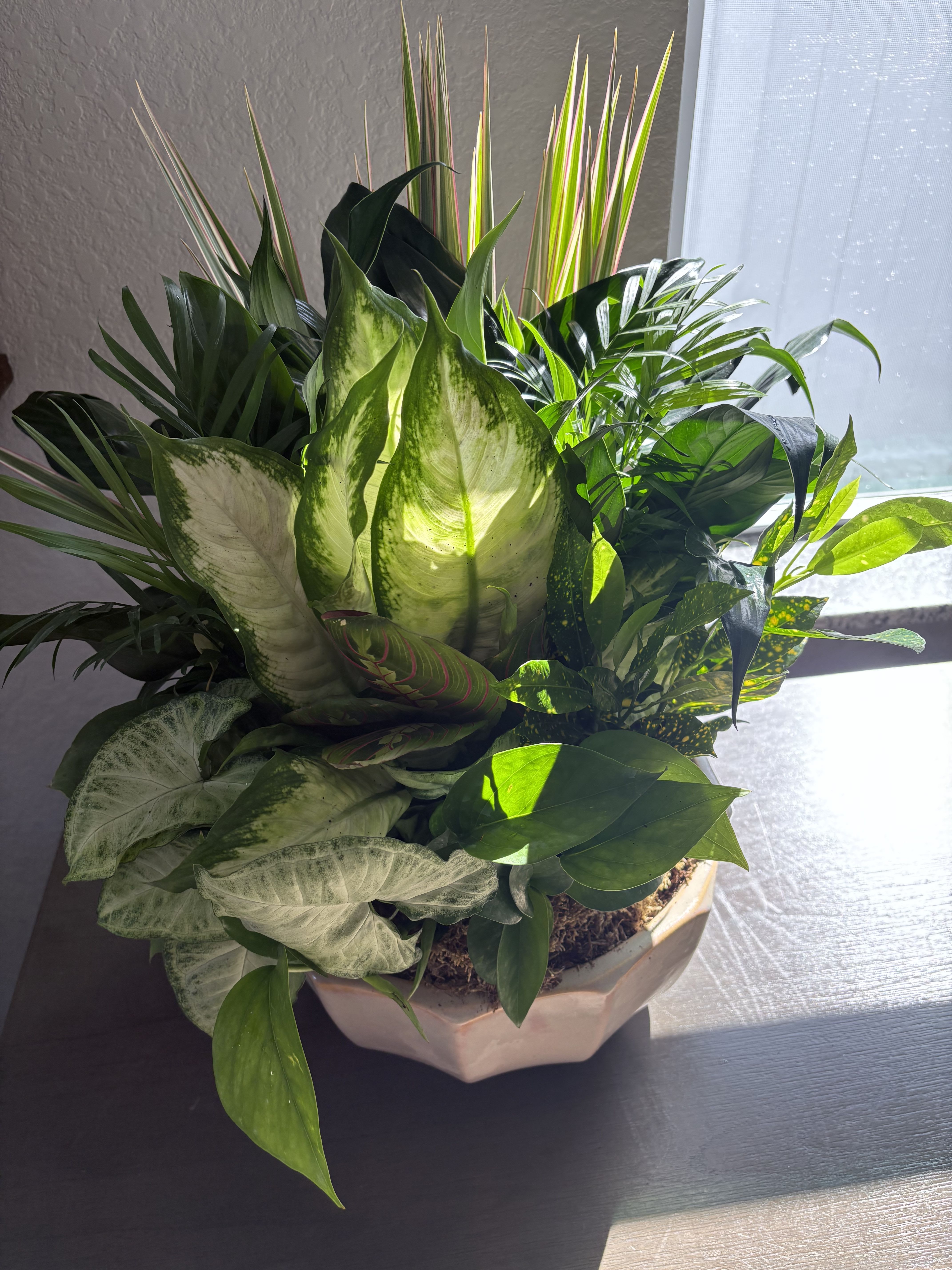 Mixed green houseplants in a white ceramic bowl planter
