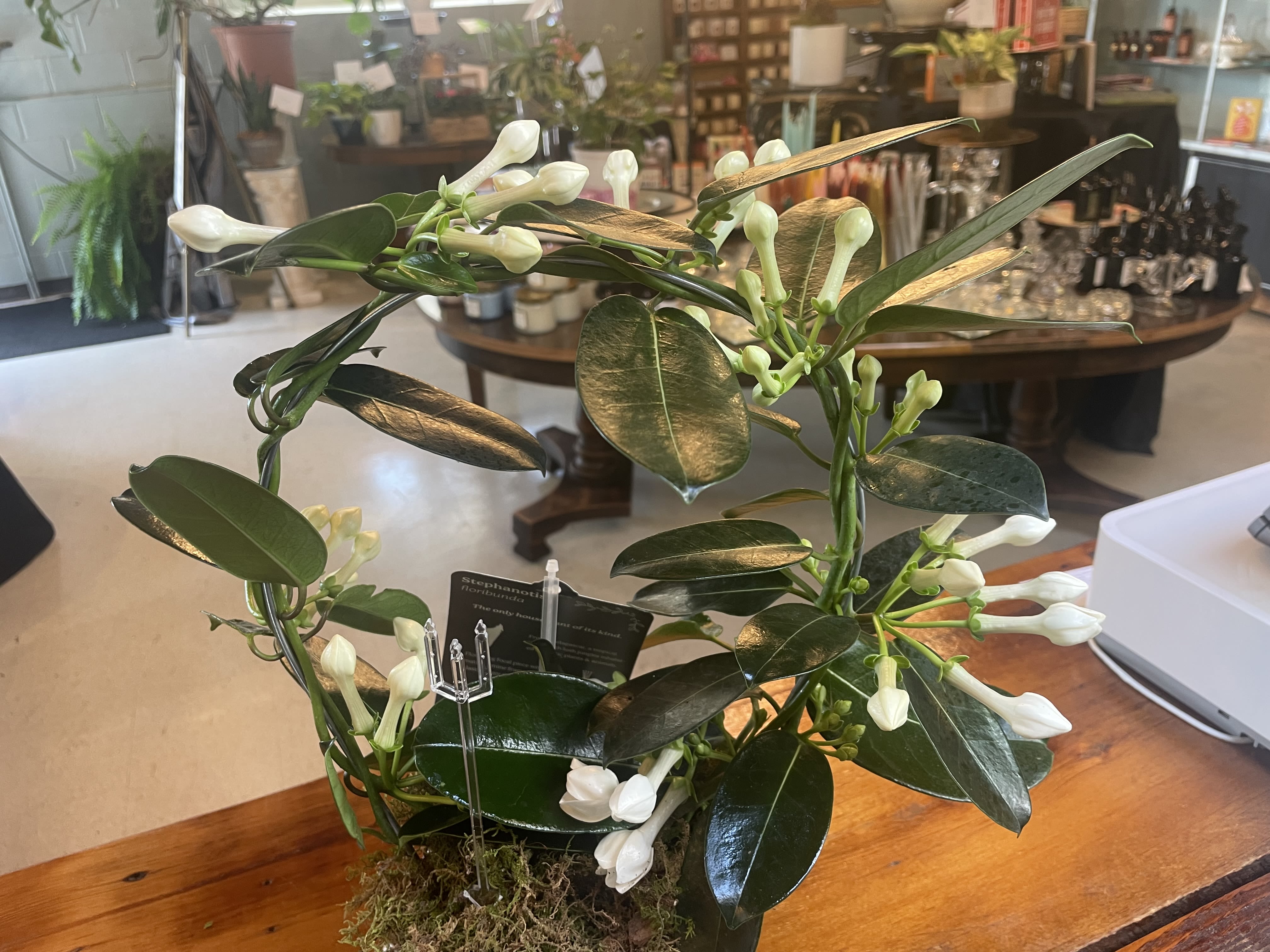 Stephanotis Plant - Blooming Stephanotis plant! This is a blooming vine native to Madagascar, that blooms with sweet white blossoms that are frequently used in wedding bouquets!