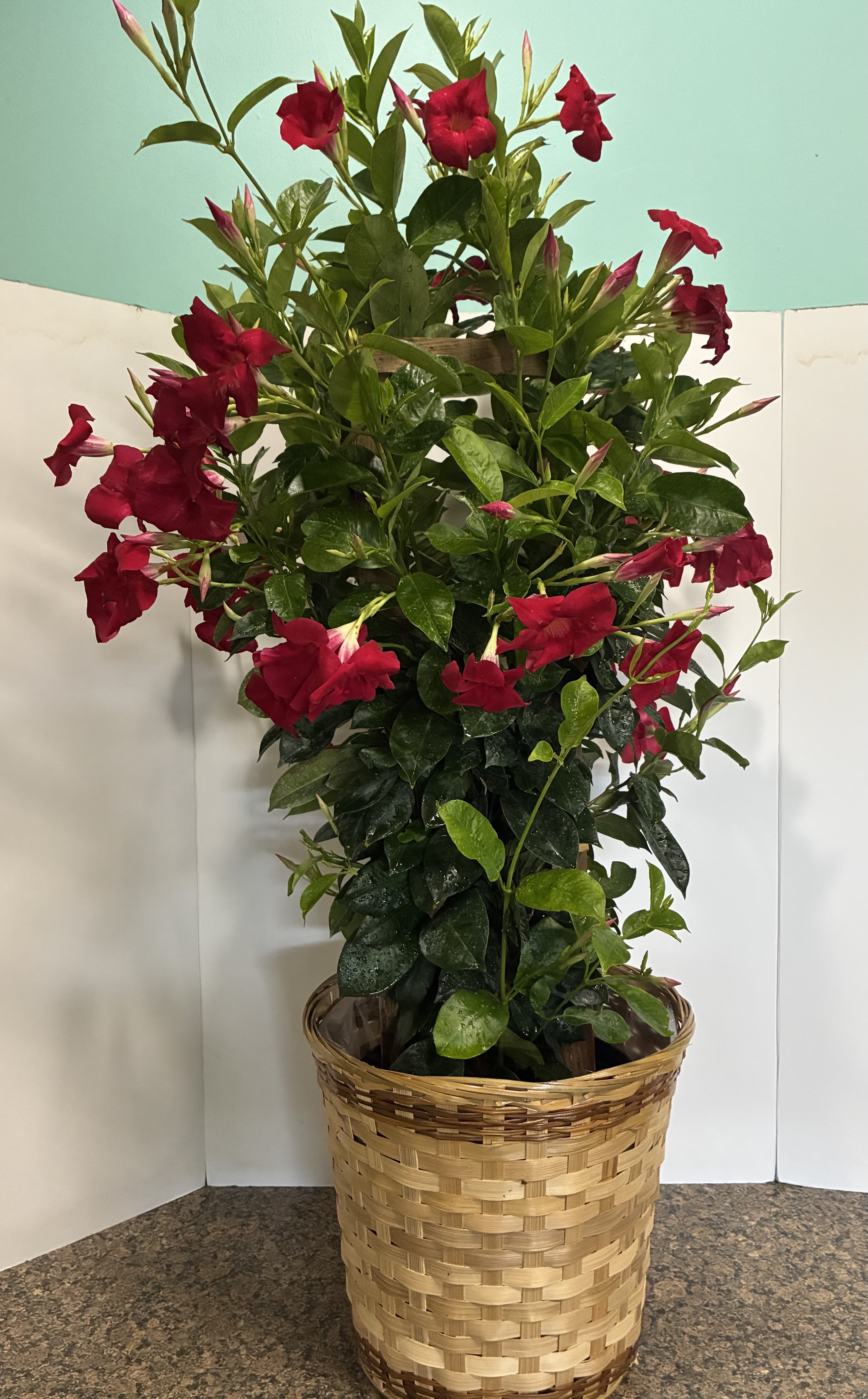 Red Mandevilla Plant - Red Mandevilla Plant in a 10 in Basket Container.