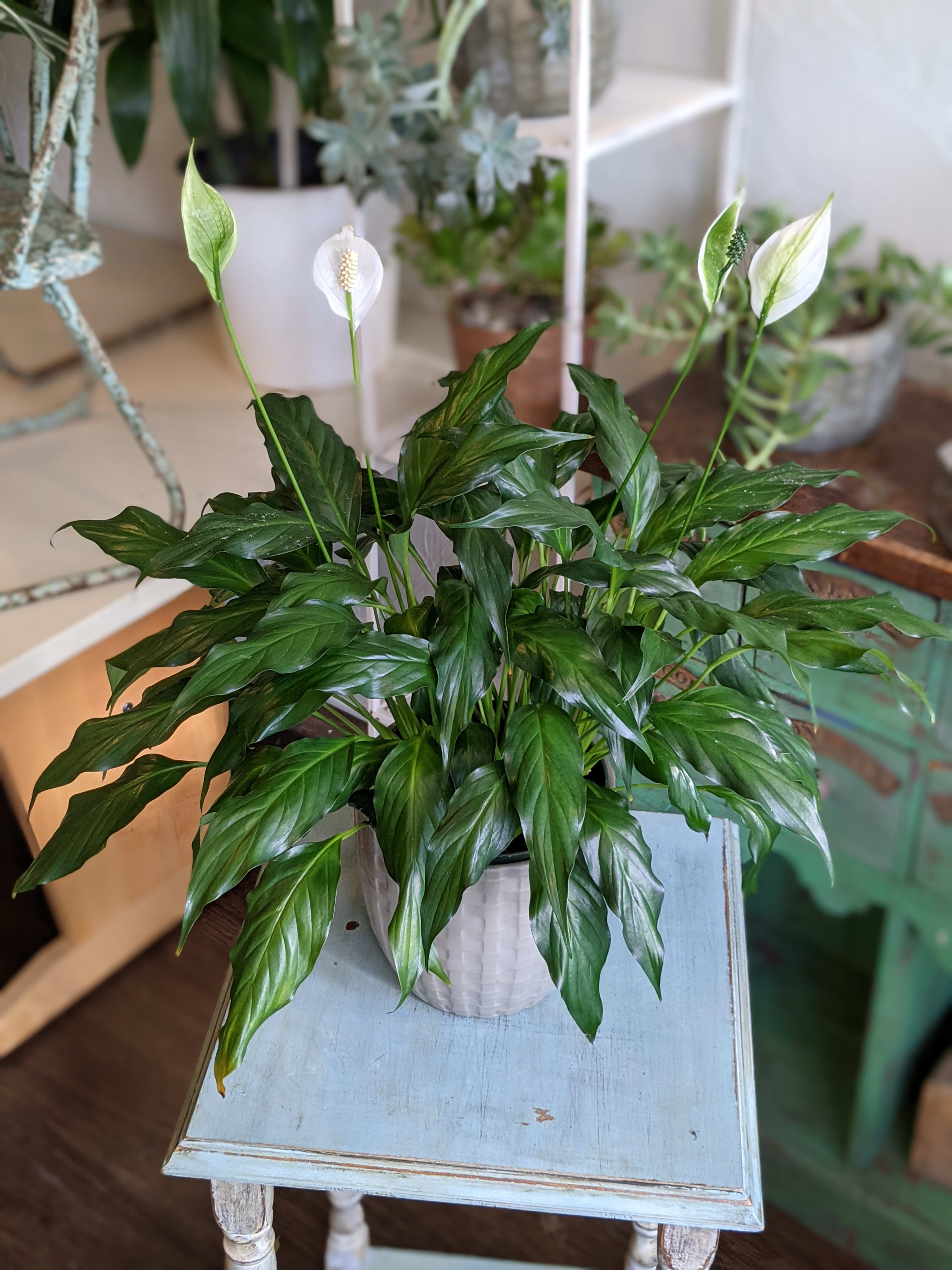 Spathiphyllum  - Spathiphyllum (more commonly known as "peace lily") is an easy care, low light houseplant. It also removes many toxins from indoor air including formaldehyde and ammonia! While Spathiphyllum will tolerate very low light, without some brightness from a window or a lamp, they are unlikely to bloom much, if at all. They can tolerate anything except direct, and bloom more the more light they receive.   